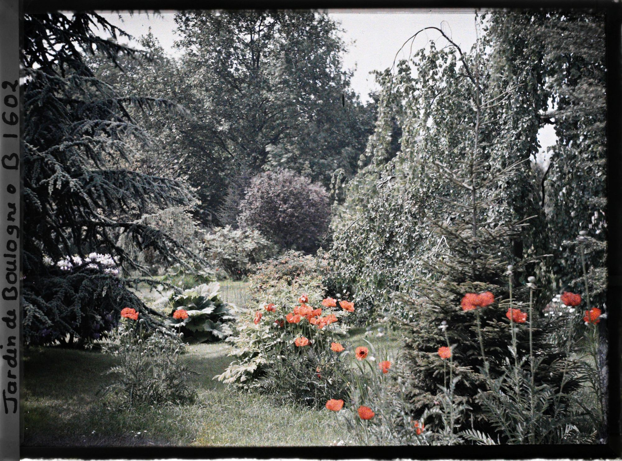 Image représentant pavots dans la forêt bleue