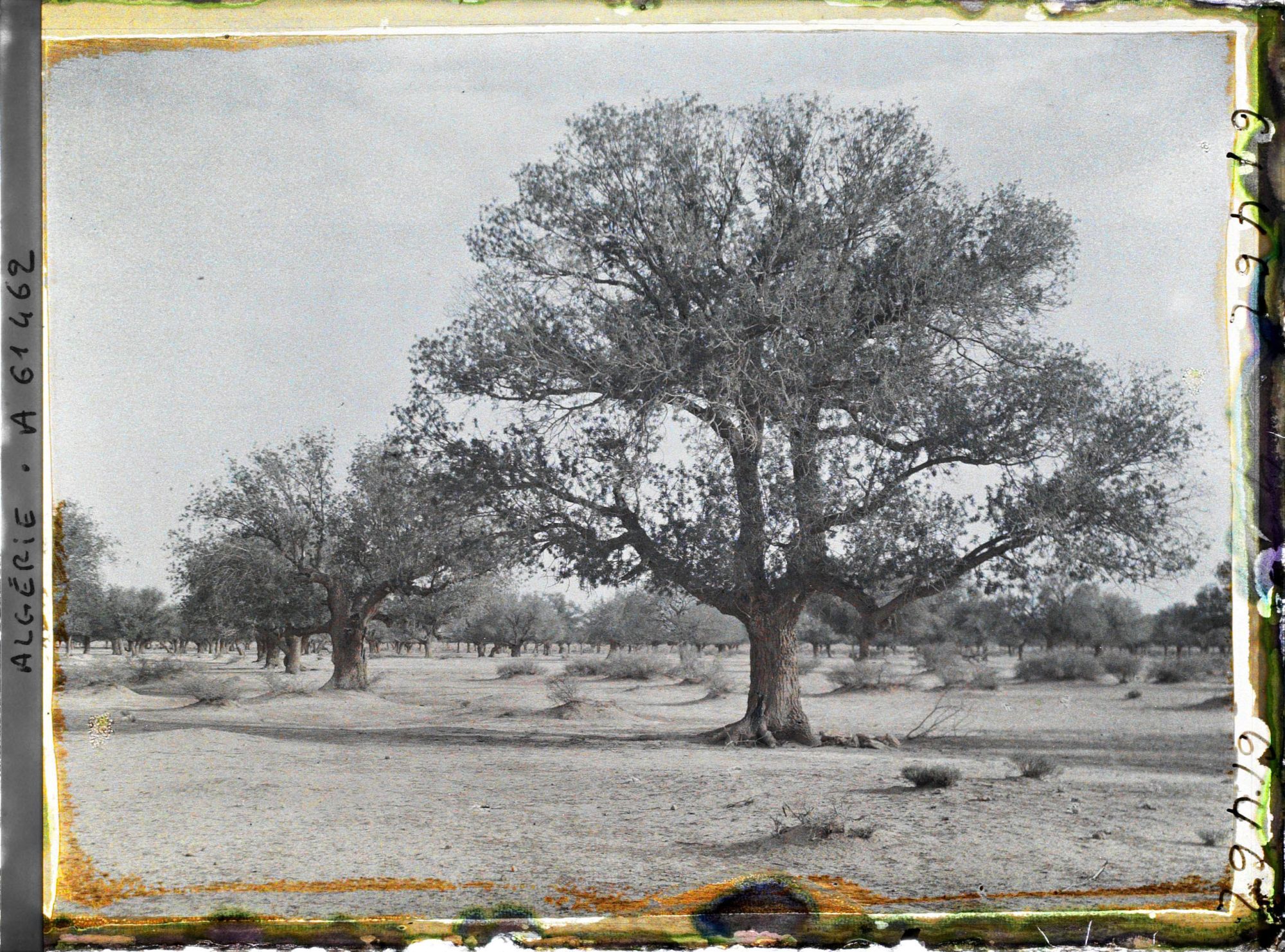 Image représentant Pistachiers térébinthes dans la daya