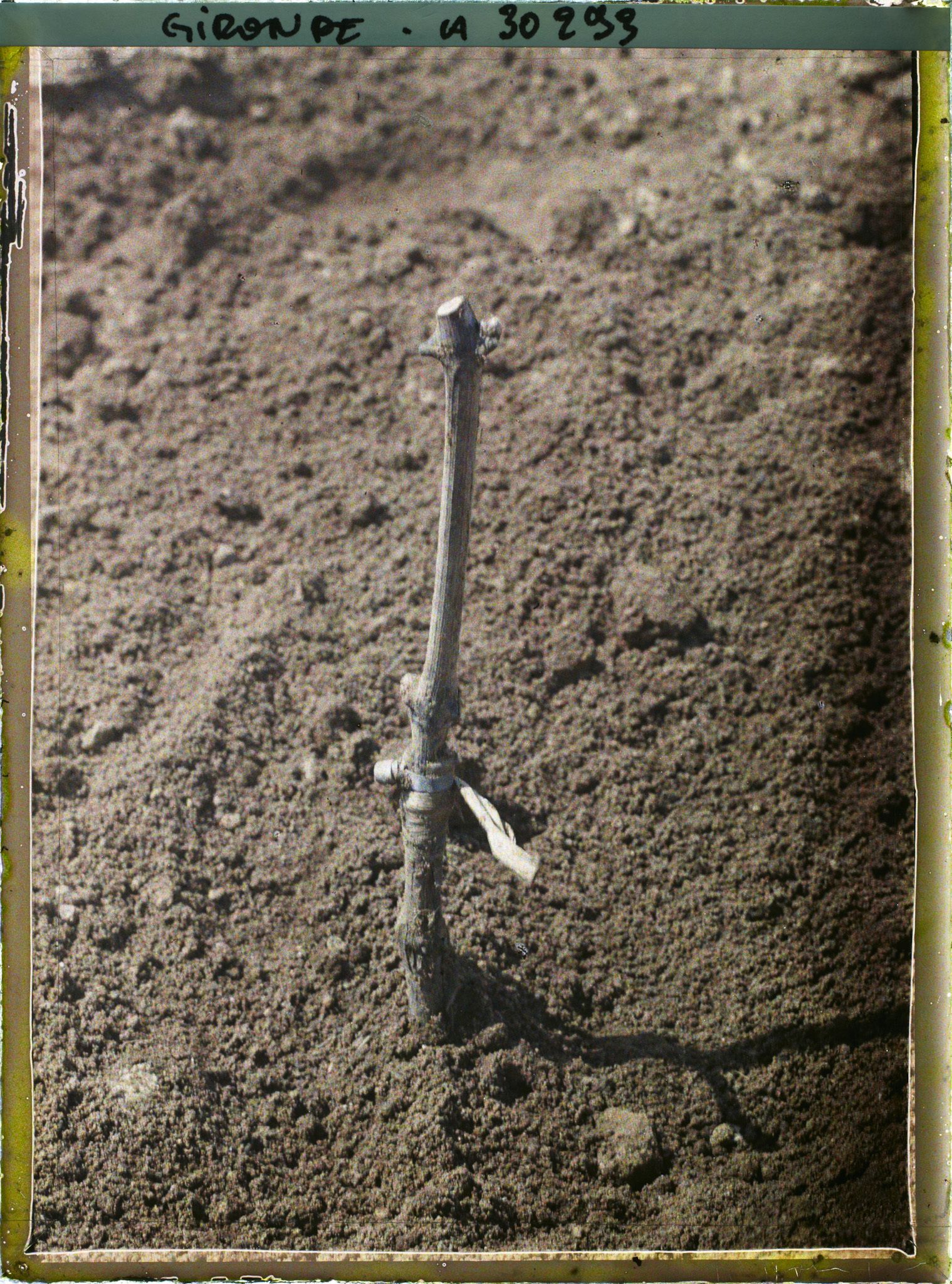 Image représentant France, Greffage : 2e année : les 2 Cépages Greffés et reliés par une bague de plomb : hautr : 20 cent.