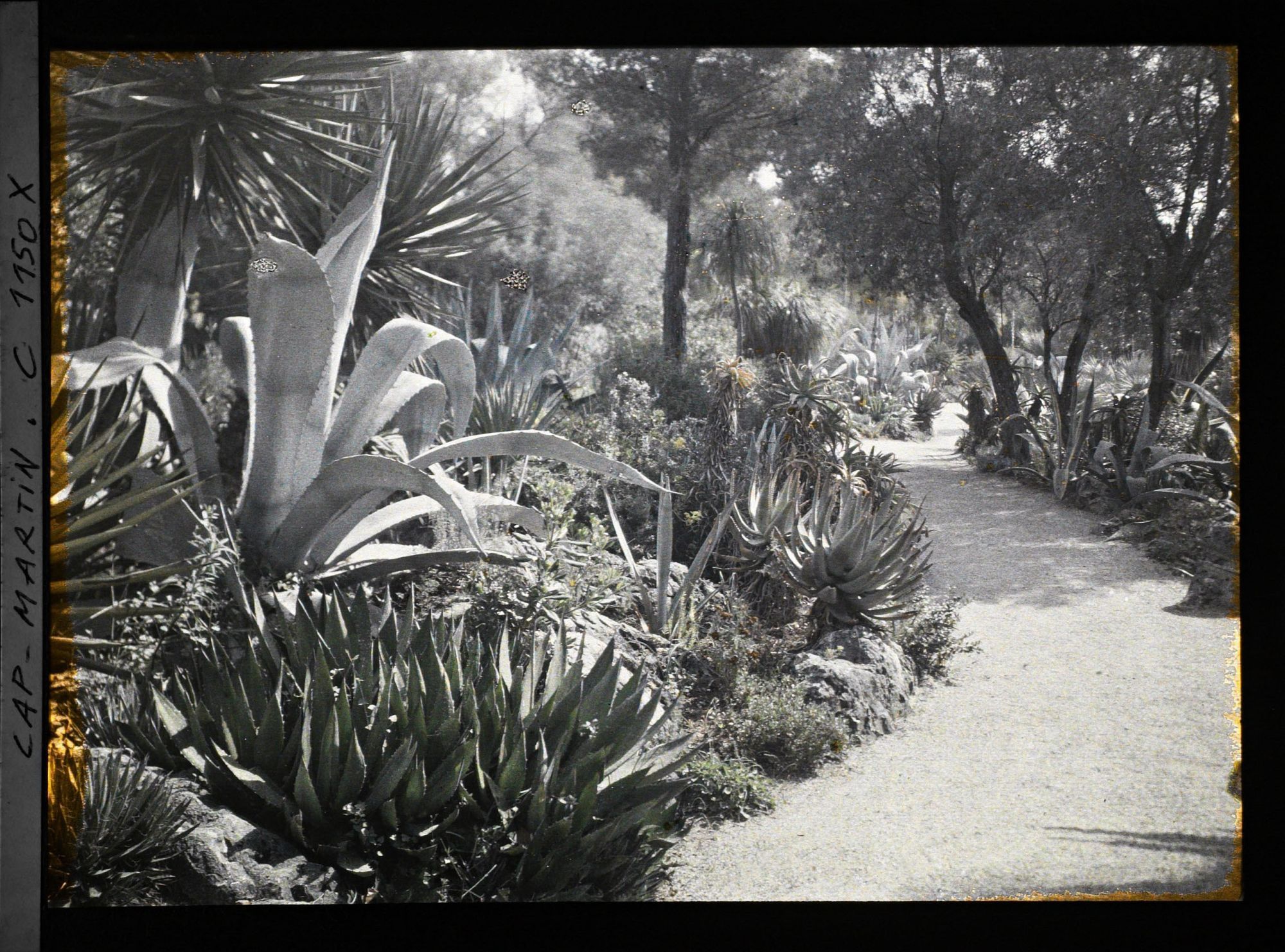 Image représentant le jardin