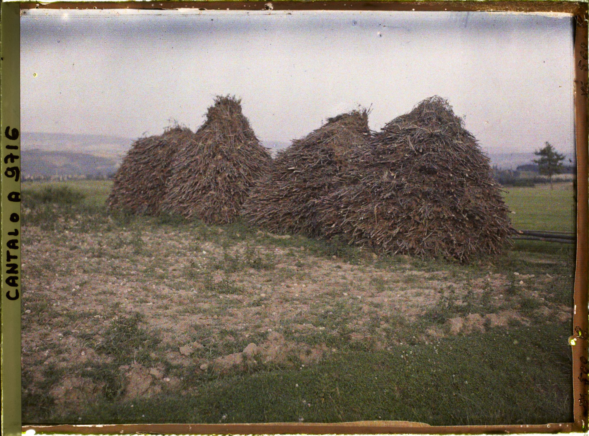 Image représentant Fagots de pins pour les boulangers