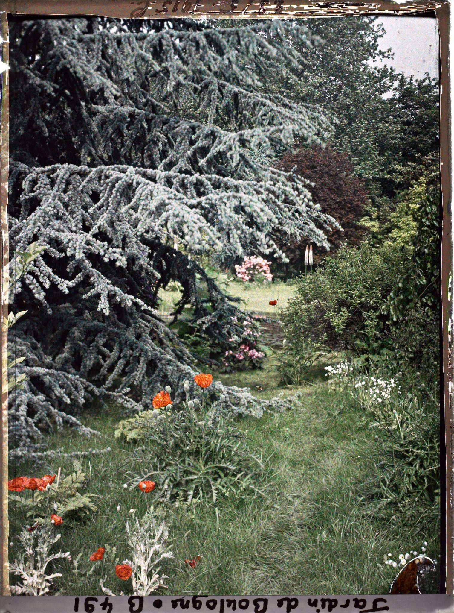 Image représentant Coquelicots ornant les pourtours d'un des " étangs " du marais