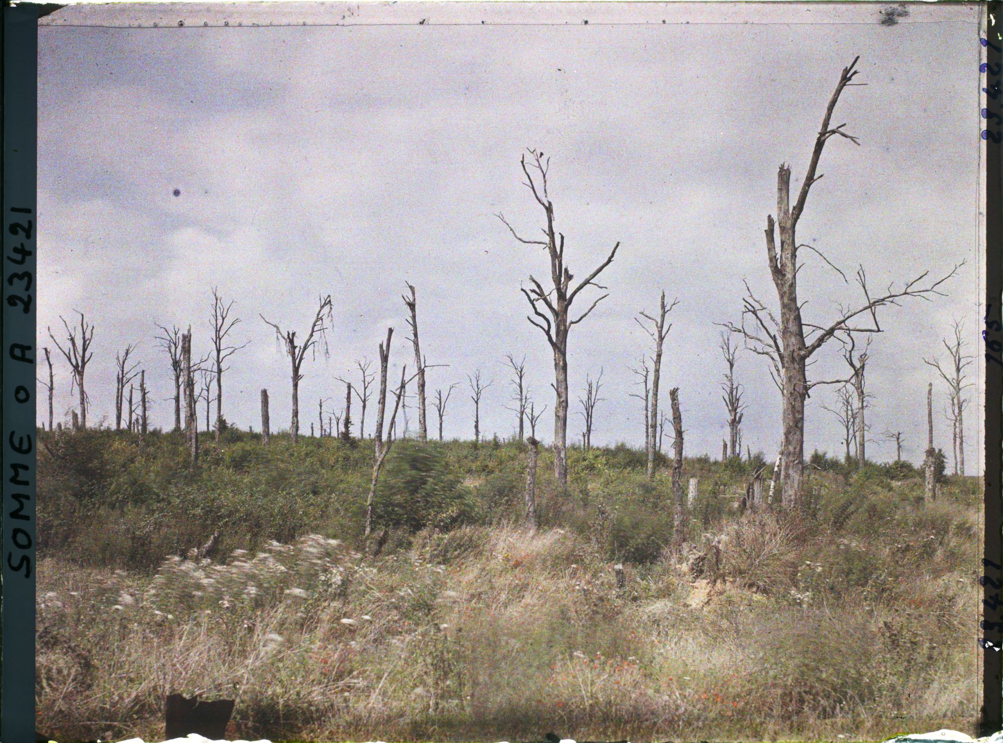Image représentant France, Hein Monacu, Le bois de l'Ouvrage (Nord Est)