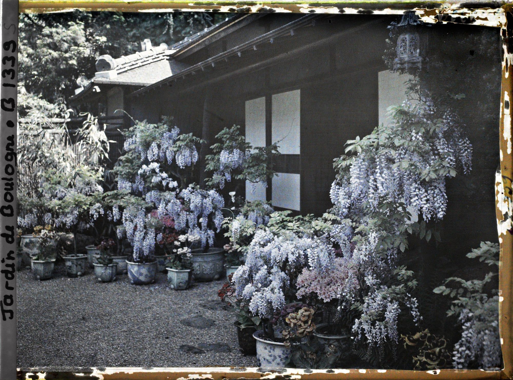 Image représentant Glycines, azalées et calcéolaires en pots fleuries, devant la maison est du " village japonais "