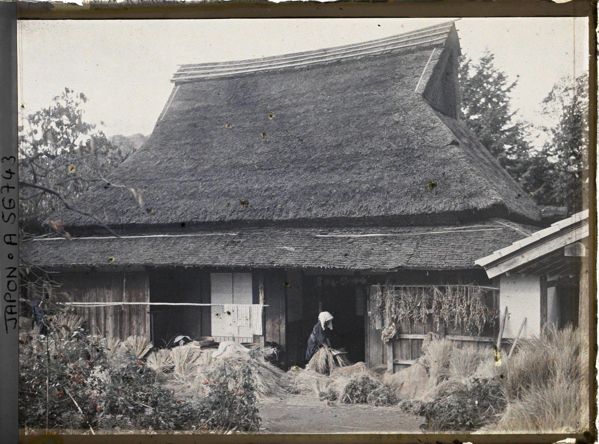 Image représentant Vieille femme à l'épluchage du riz devant une maison de cultivateurs