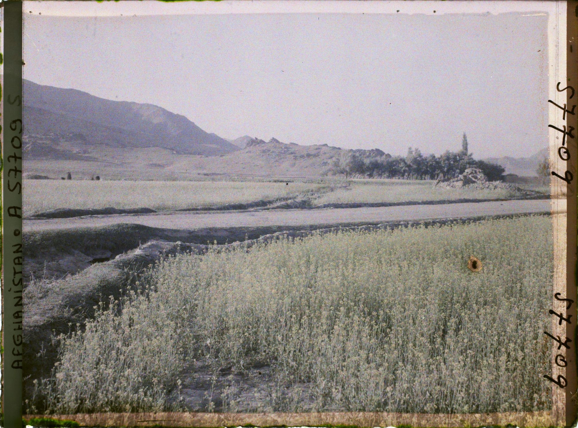 Image représentant Afghanistan, Meidan, Paysage et Champ de Colza