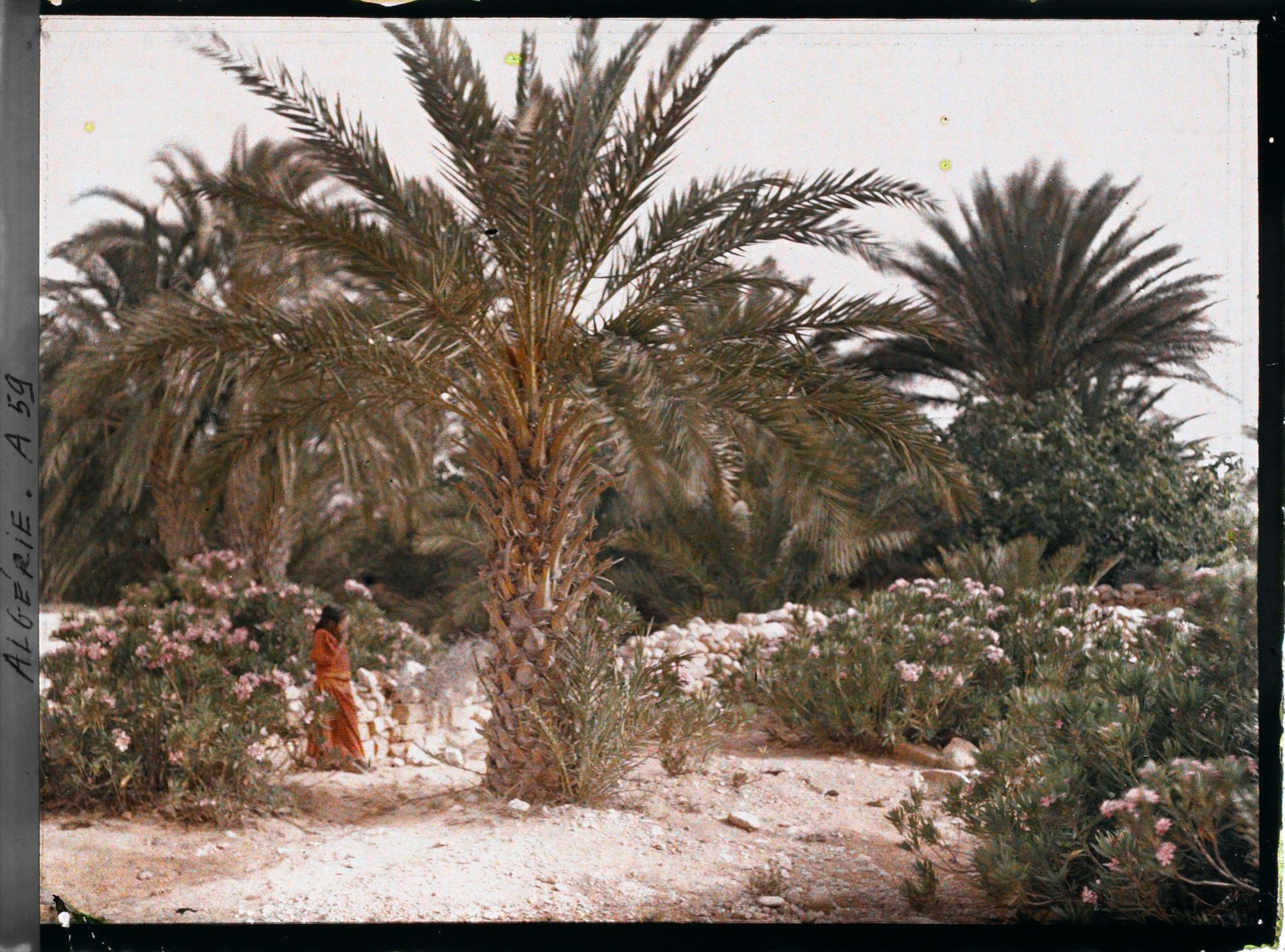 Image représentant Une jeune fille dans une palmeraie