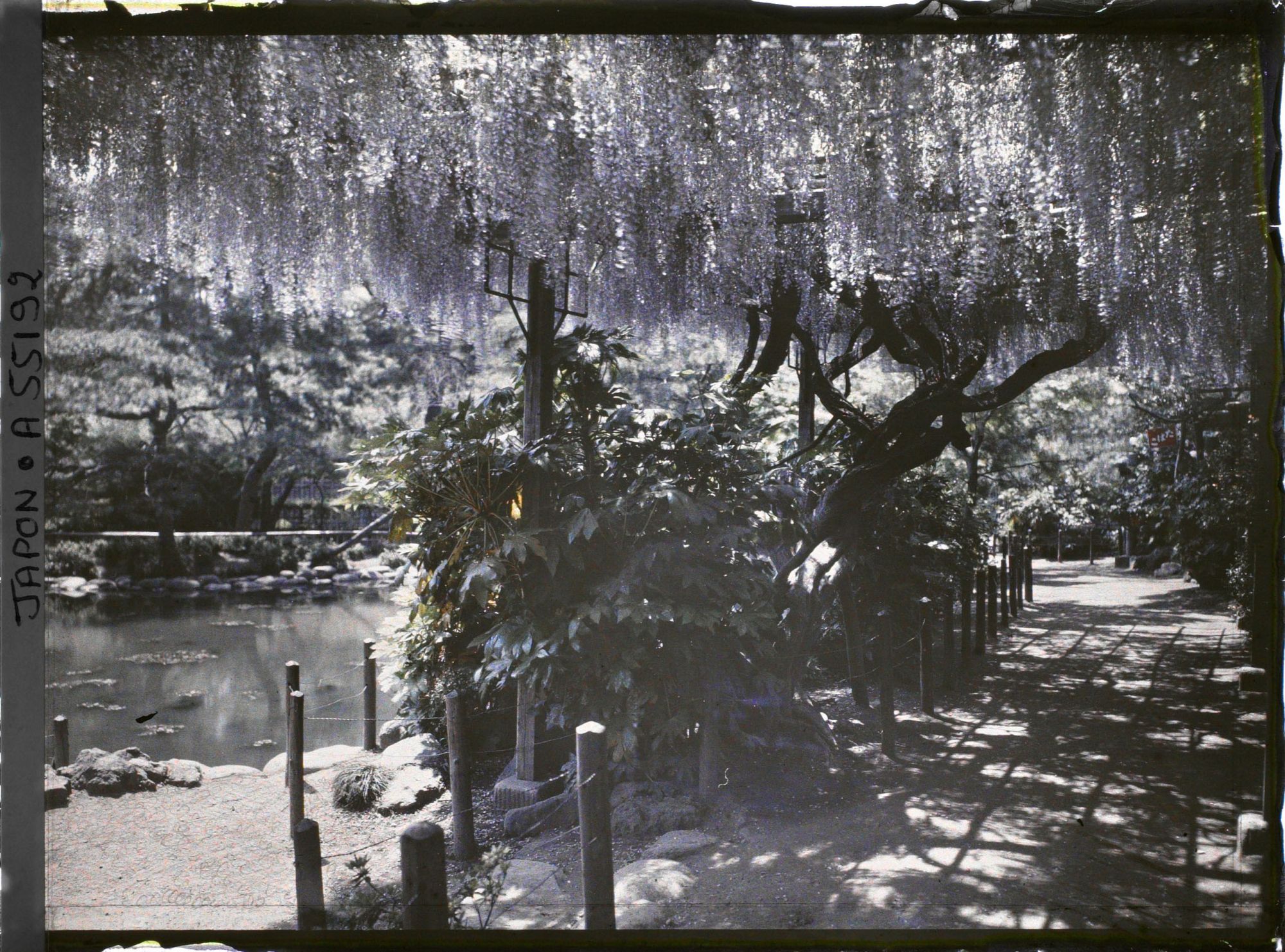 Image représentant Hibiya-koen (parc de Hibiya), glycines au bord de l'étang shinkei