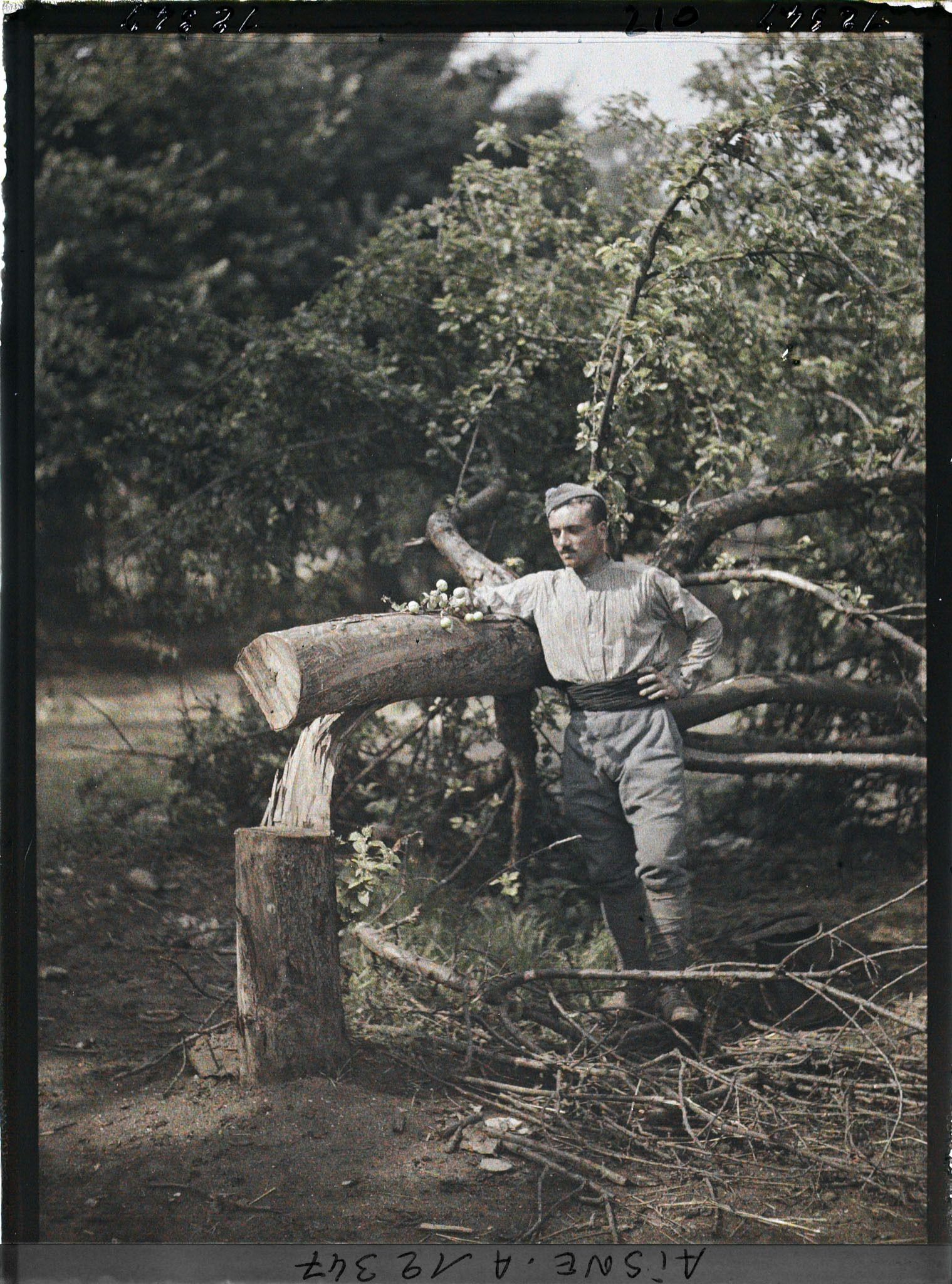 Image représentant Arbres fruitiers sciés par les Boches
