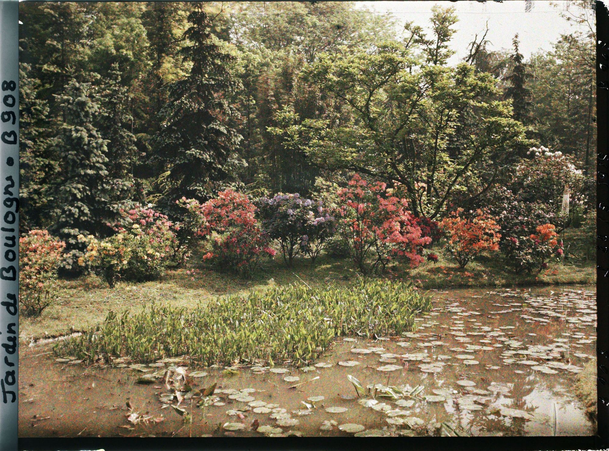 Image représentant Bord " d'étang " au nord du marais, fleuri d'azalées et de rhododendrons, vu vers l'est, nord-est