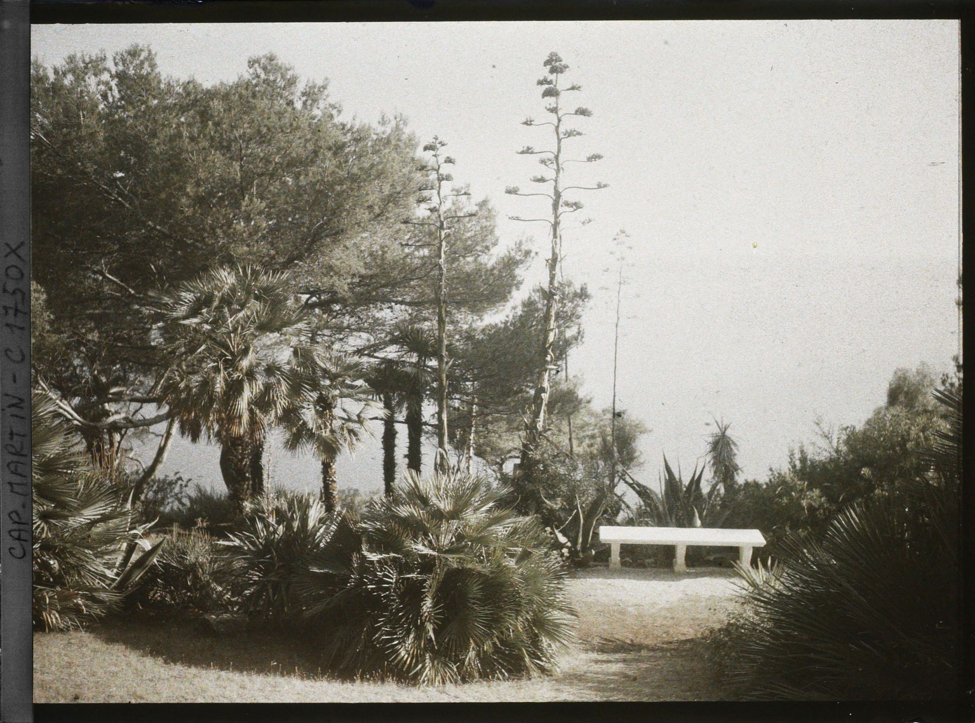 Image représentant Banc en partie basse du jardin de la villa Miramar qui domine la mer