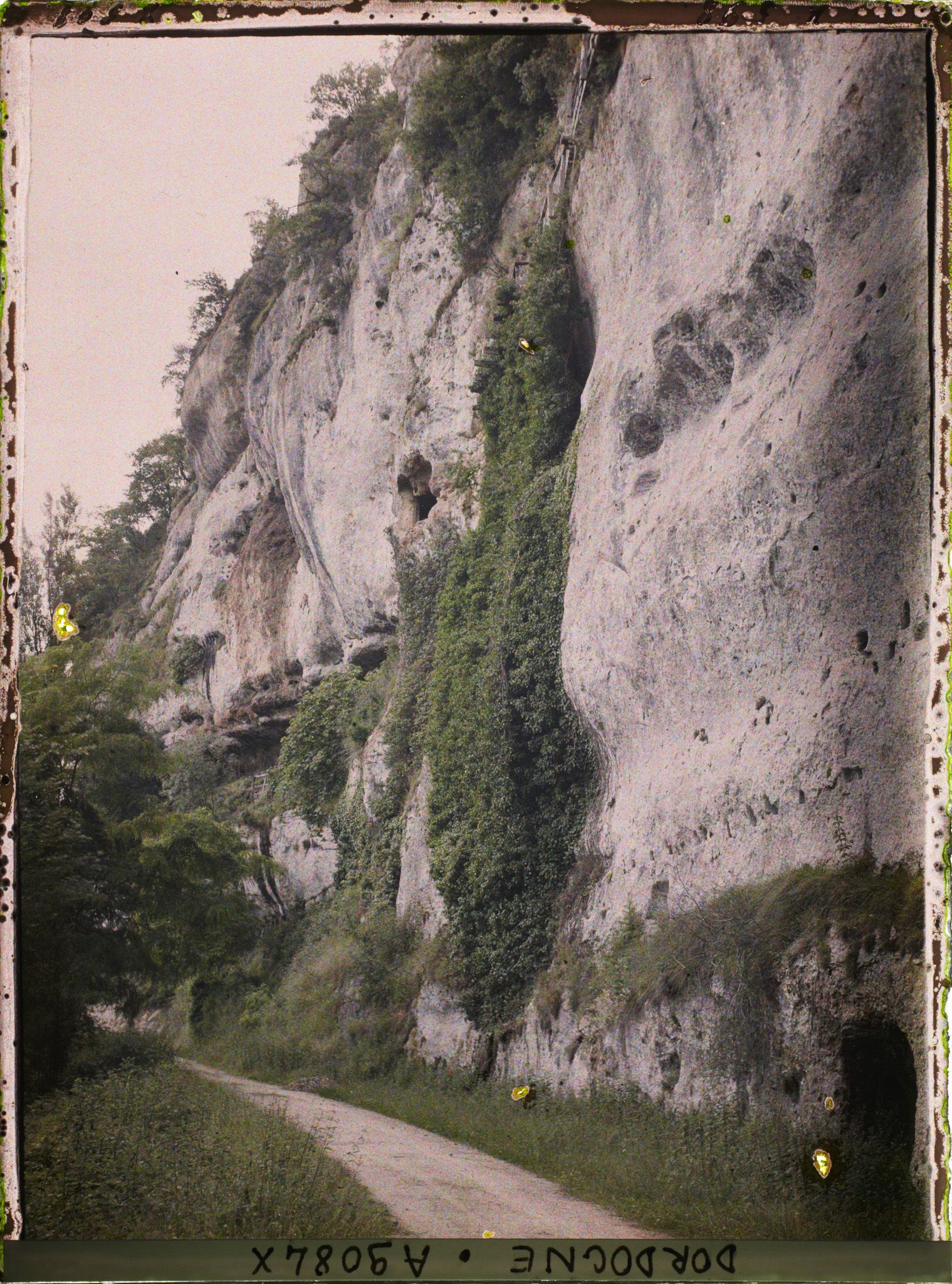 Image représentant France, Gorge d'Enfer, les placages de lierre et le grand figuier sur la paroi abrupte