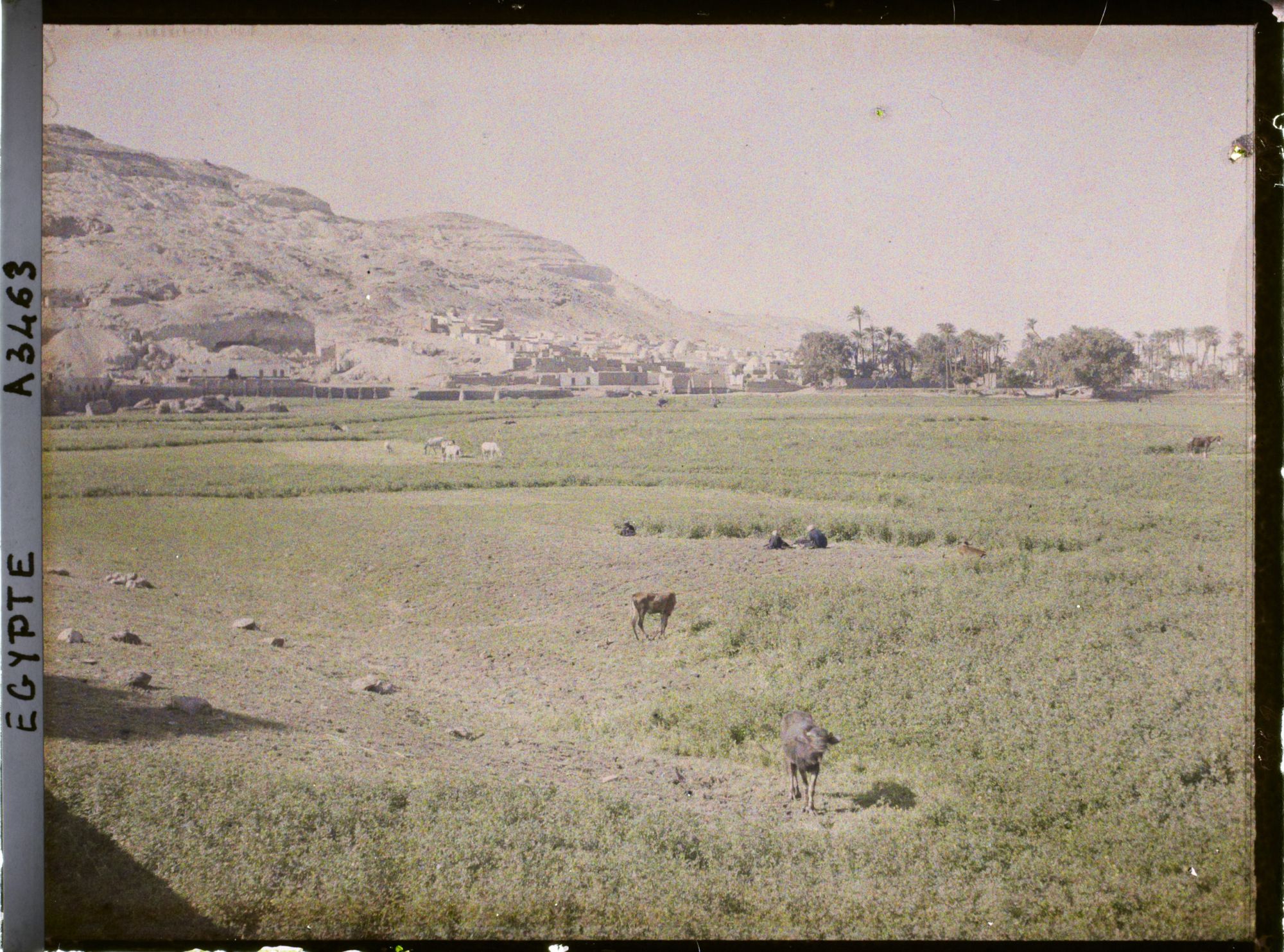 Image représentant Panorama de la campagne près d'Assiout