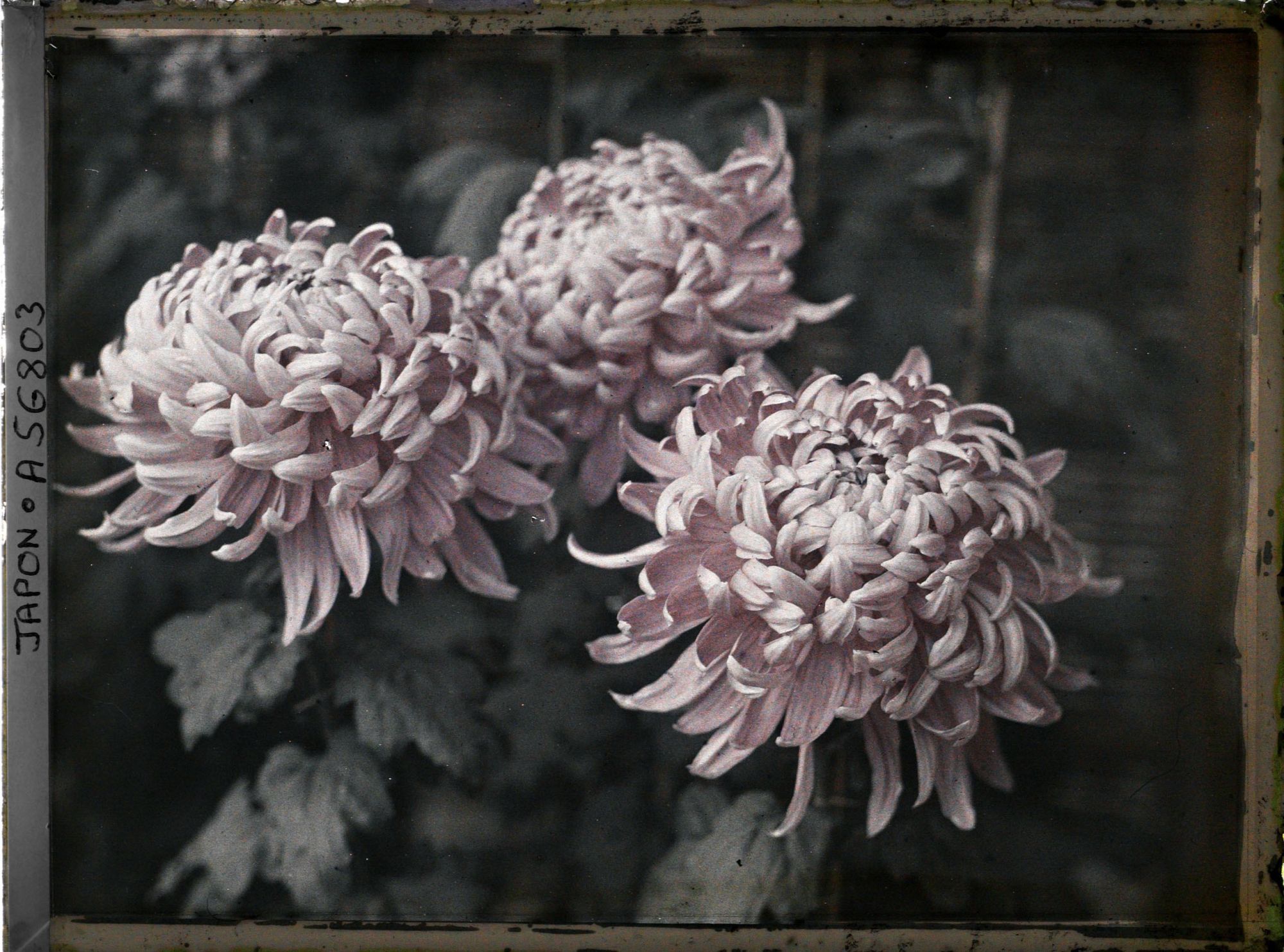 Image représentant Exposition de chrysanthèmes