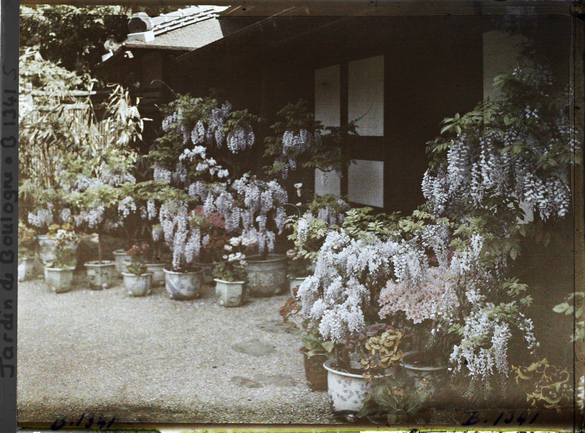 Image représentant Glycines, azalées et calcéolaires en pots fleuries, devant la maison est du " village japonais "