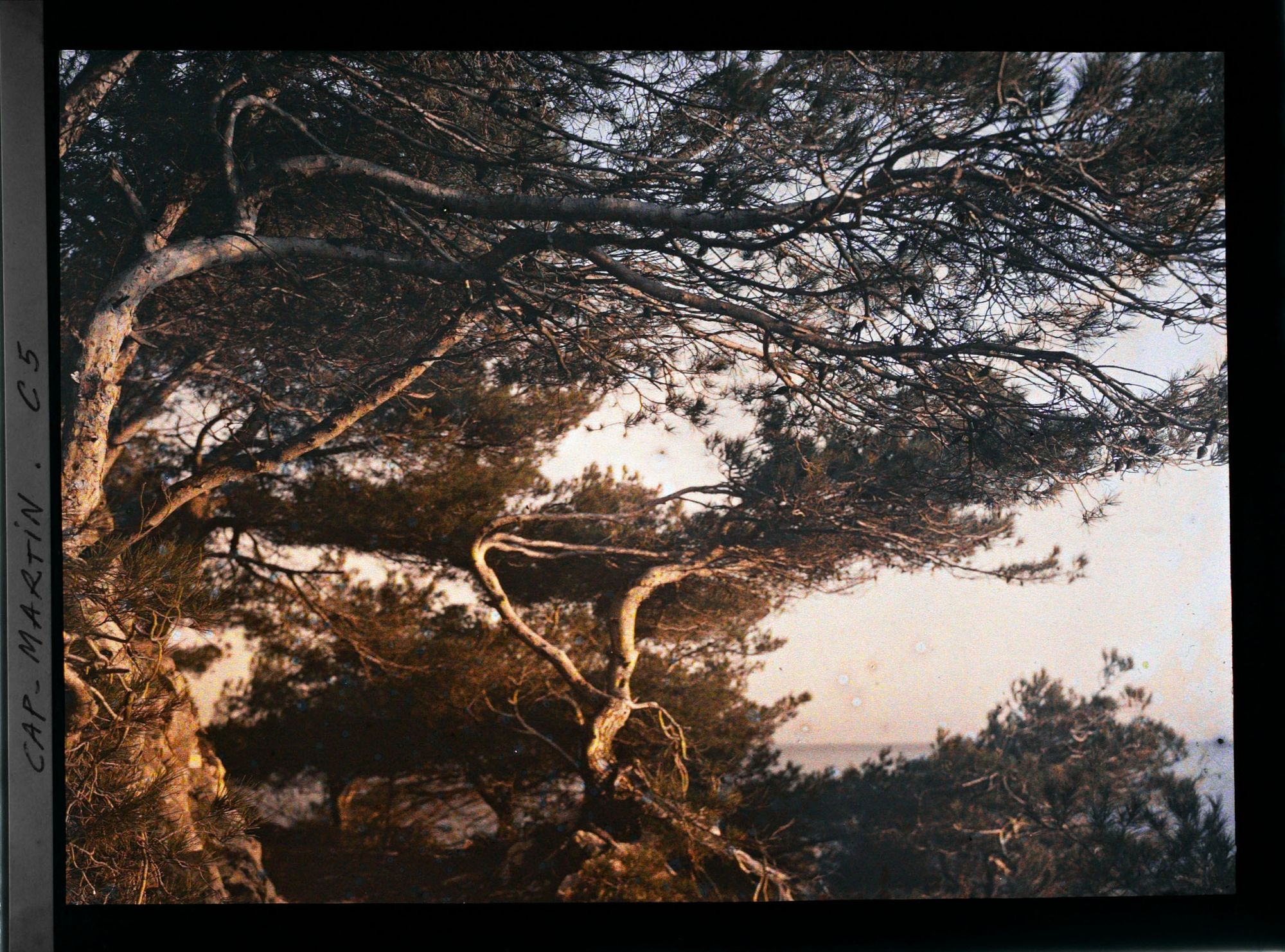 Image représentant Pins tordus par les vents