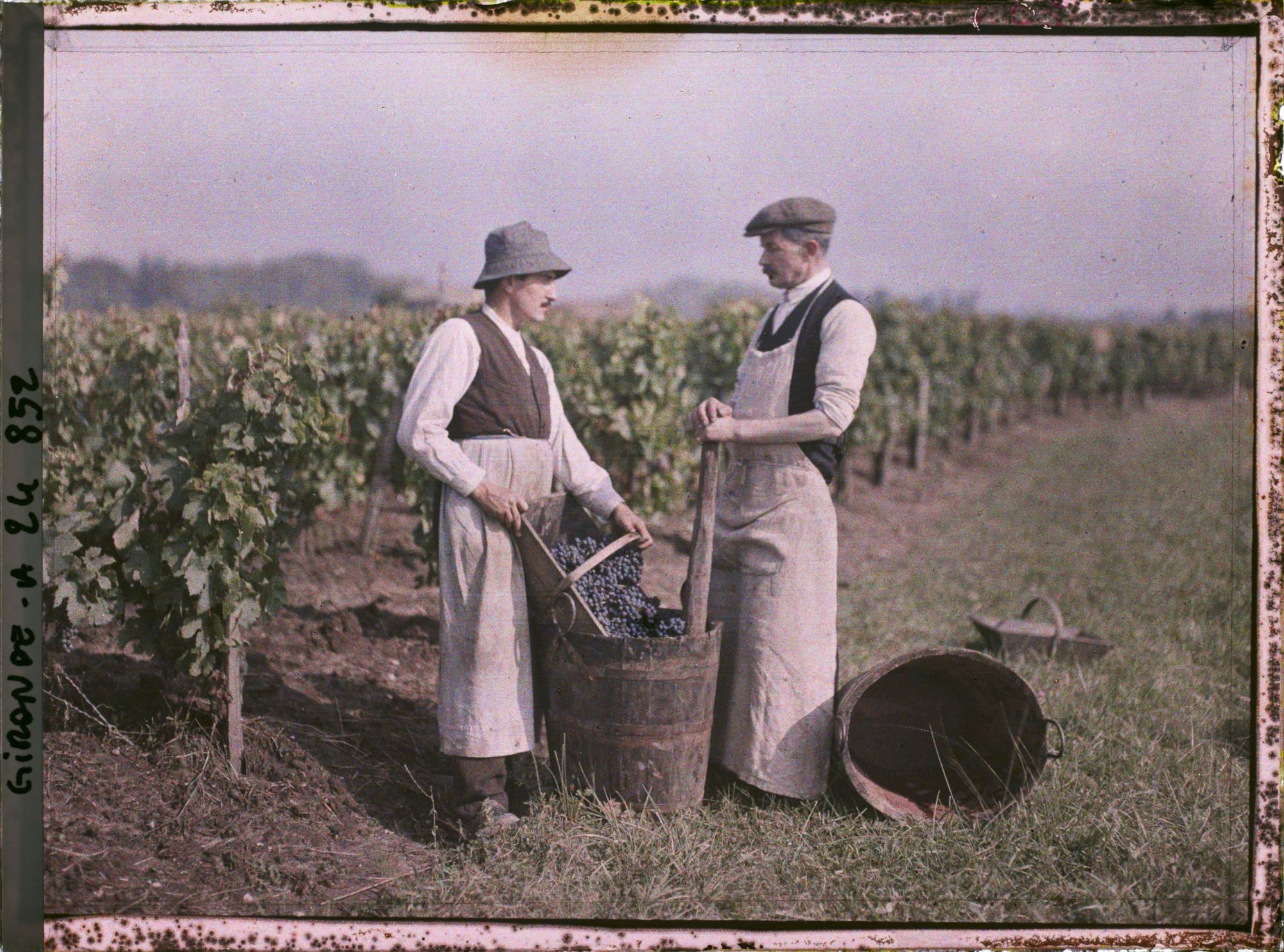 Image représentant Les vendangeurs dans les vignes