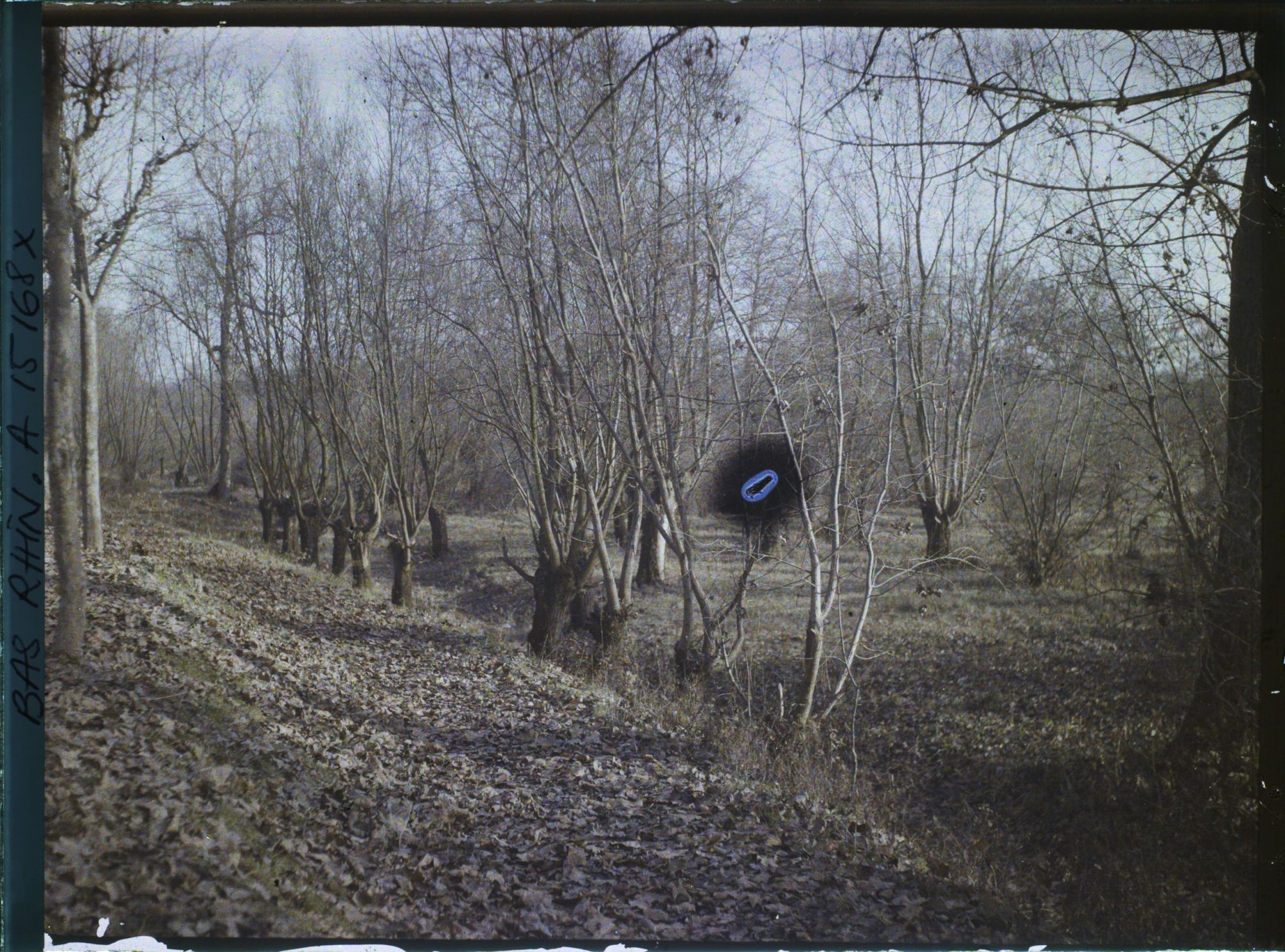 Image représentant France, Strasbourg, Les tailles et les saules entre les Deux Rhin, près de Kehl (Rheinwald)
