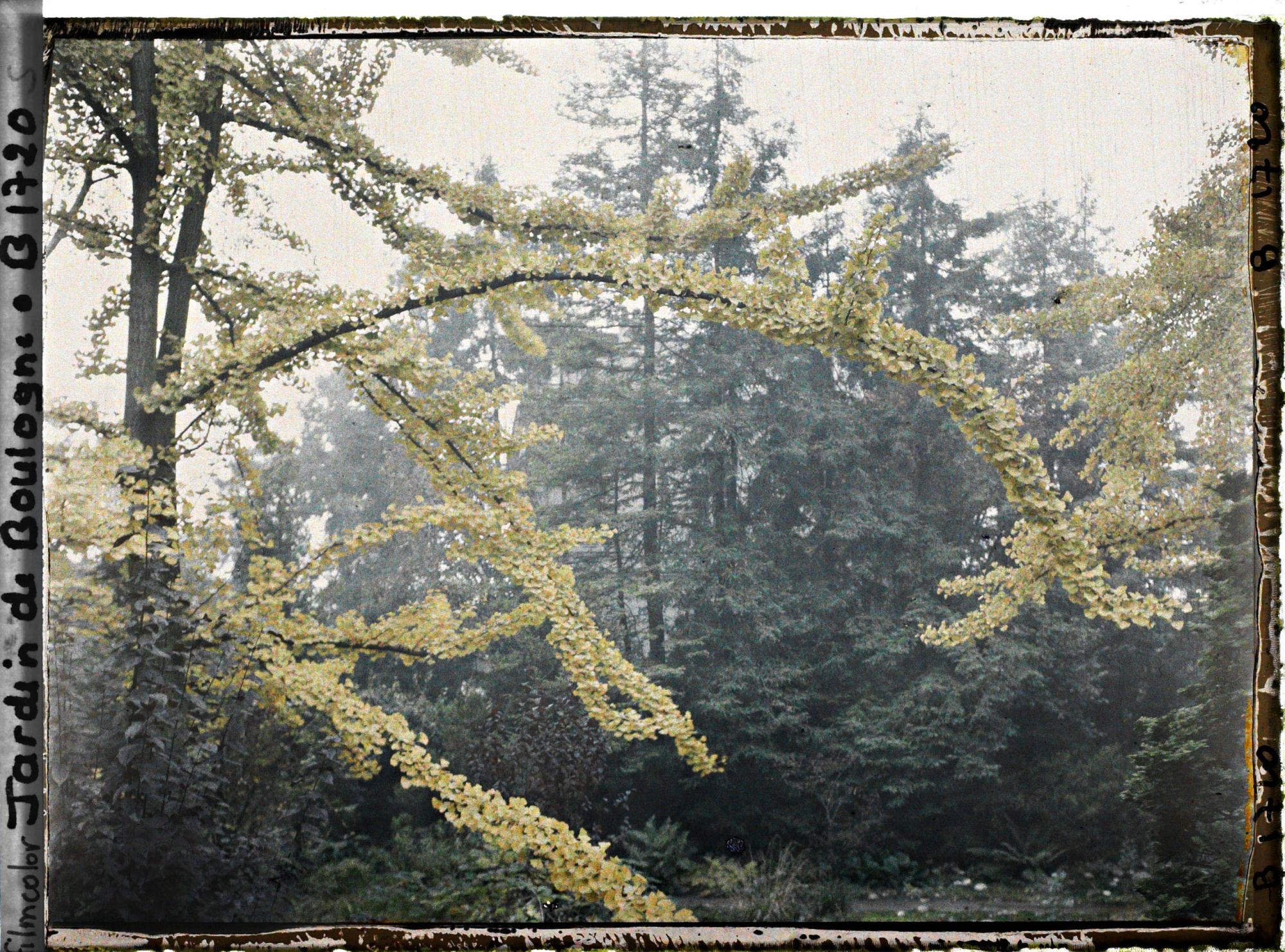 Image représentant Lisière arborée du " jardin chinois " aux abords d'une maison, cadrée par des branches de ginkgos