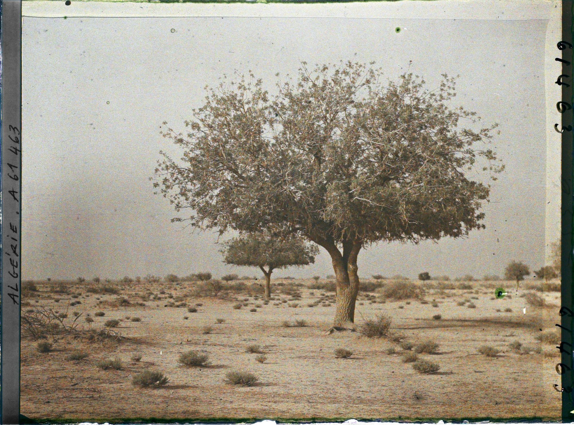 Image représentant Un pistachier térébinthe dans la daya