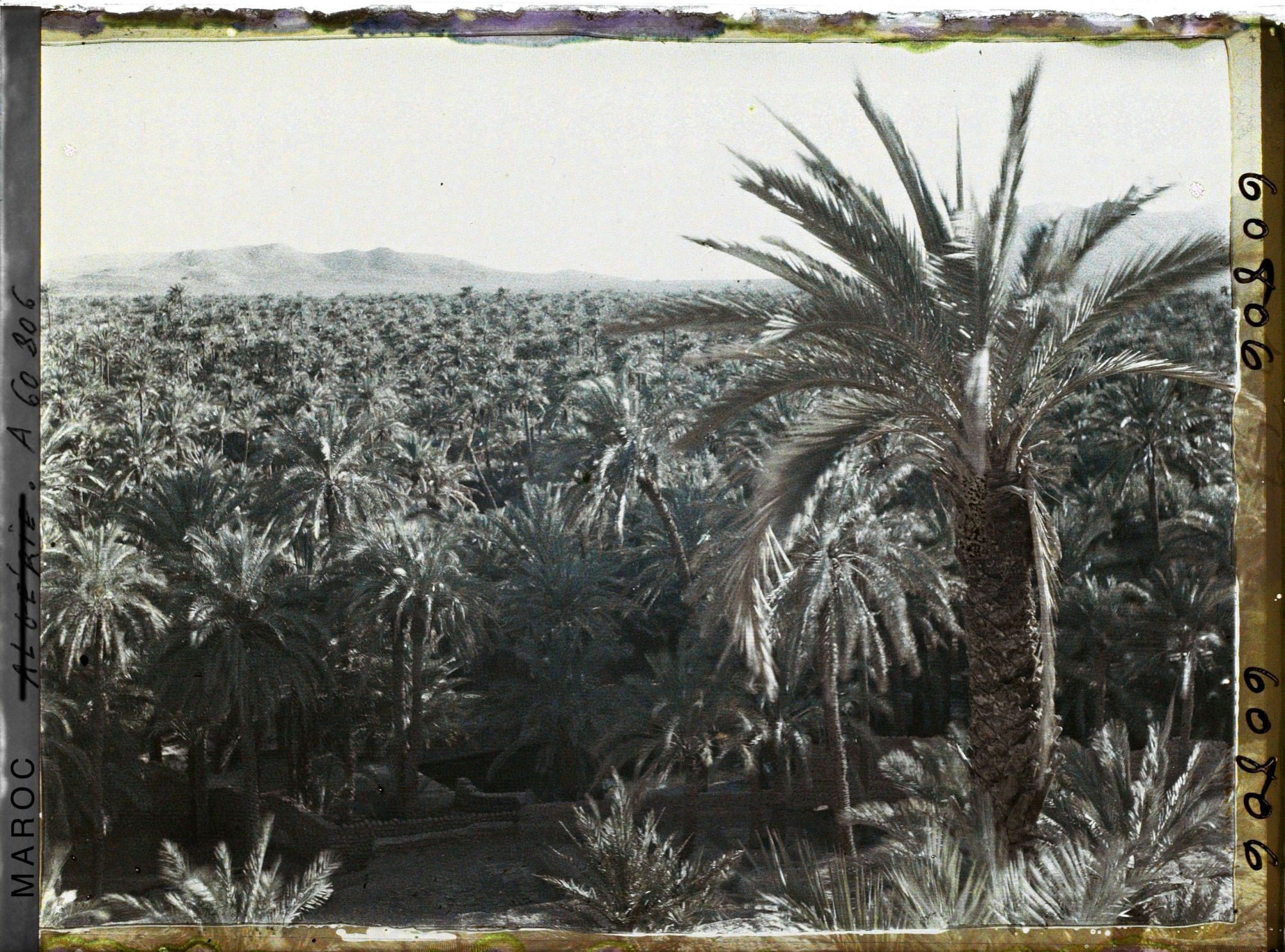 Image représentant La palmeraie avec au fond le Djebel Grouz