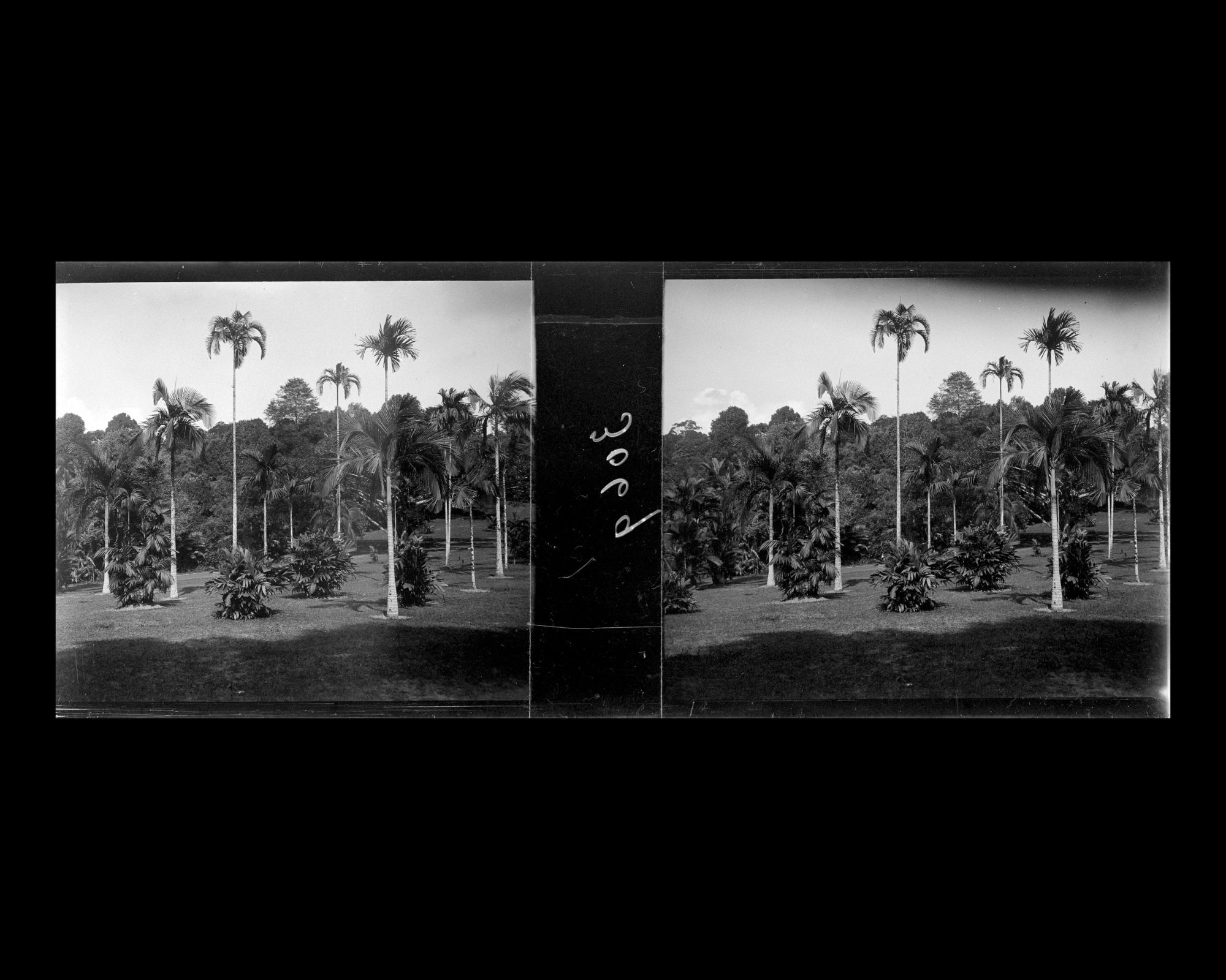 Image représentant Palmiers dans le jardin botanique