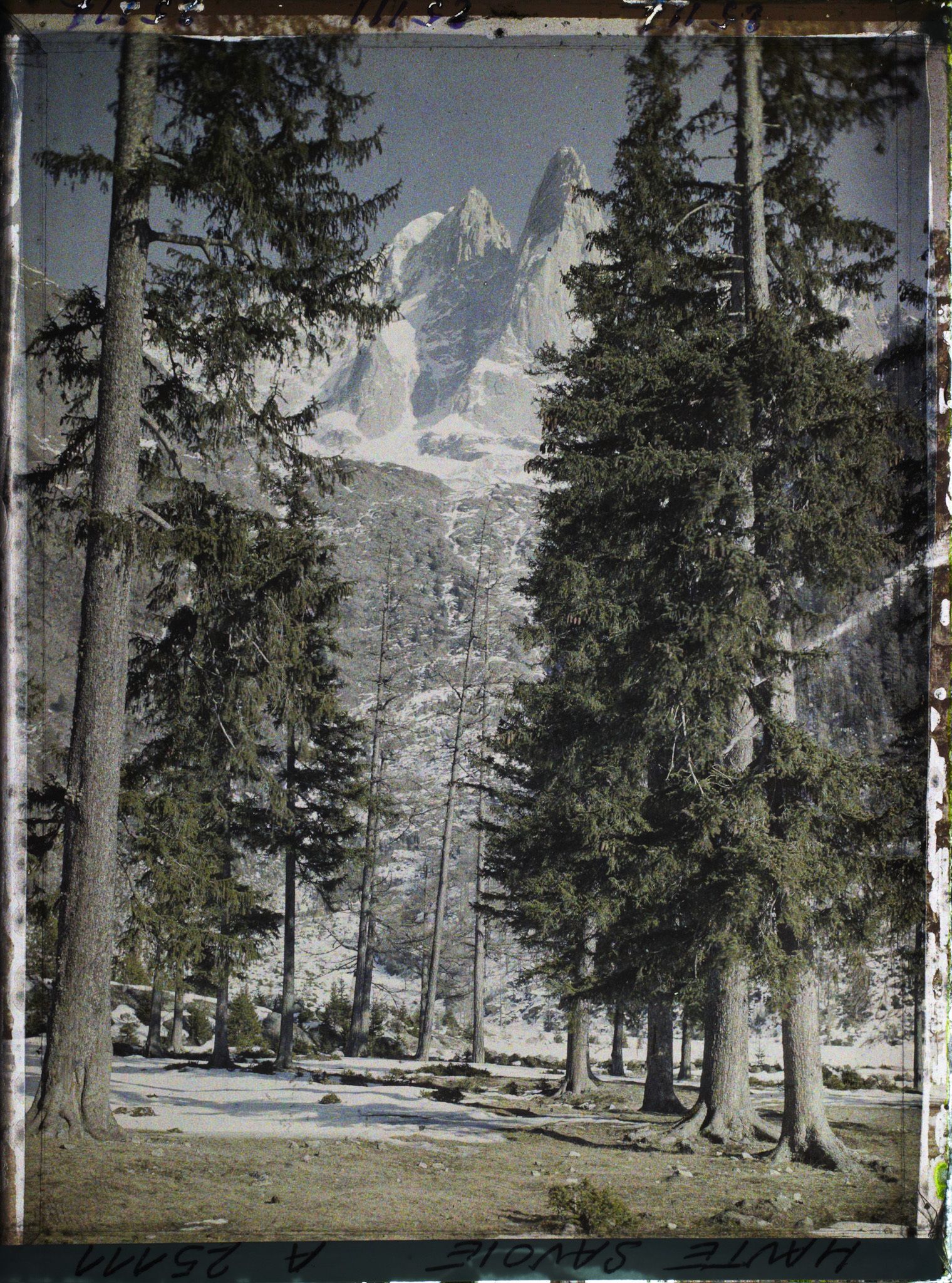 Image représentant France Les Alpes, Vallée de Chamonix, Du Village des Bois ; l'Aiguille Verte et l'Aiguille du Dru à travers les Sapins