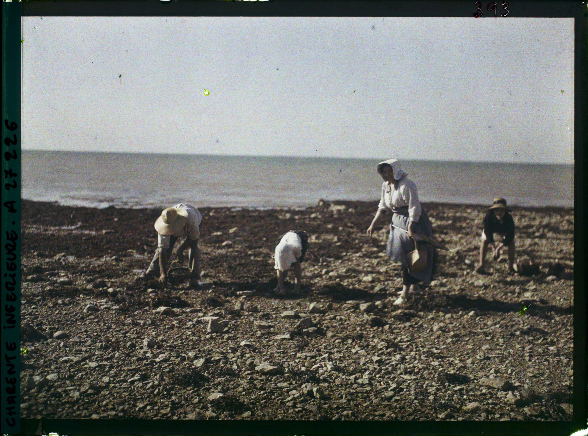 Image représentant Famille ramassant des moules sur la plage