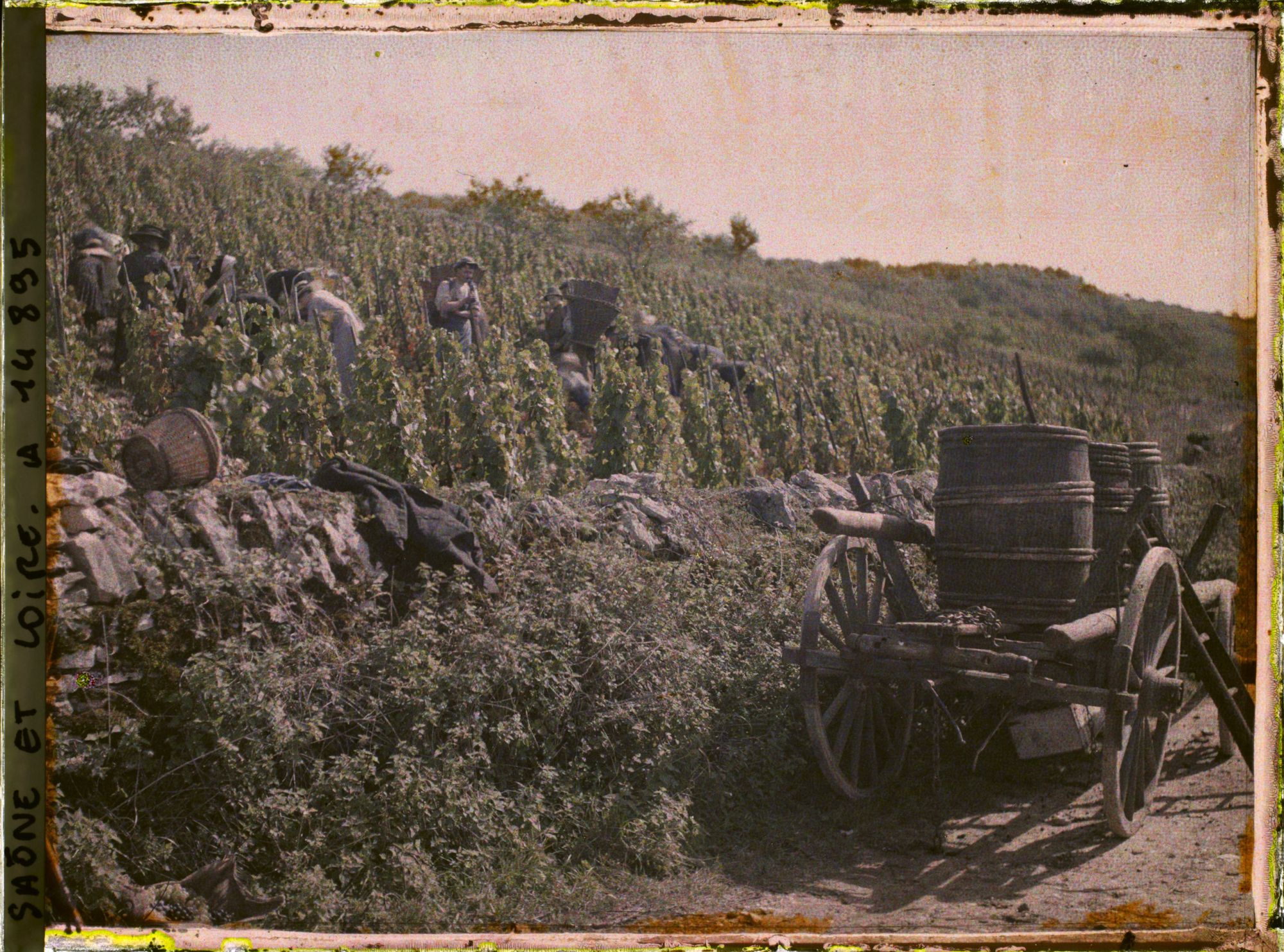 Image représentant Groupe de vendangeurs au travail