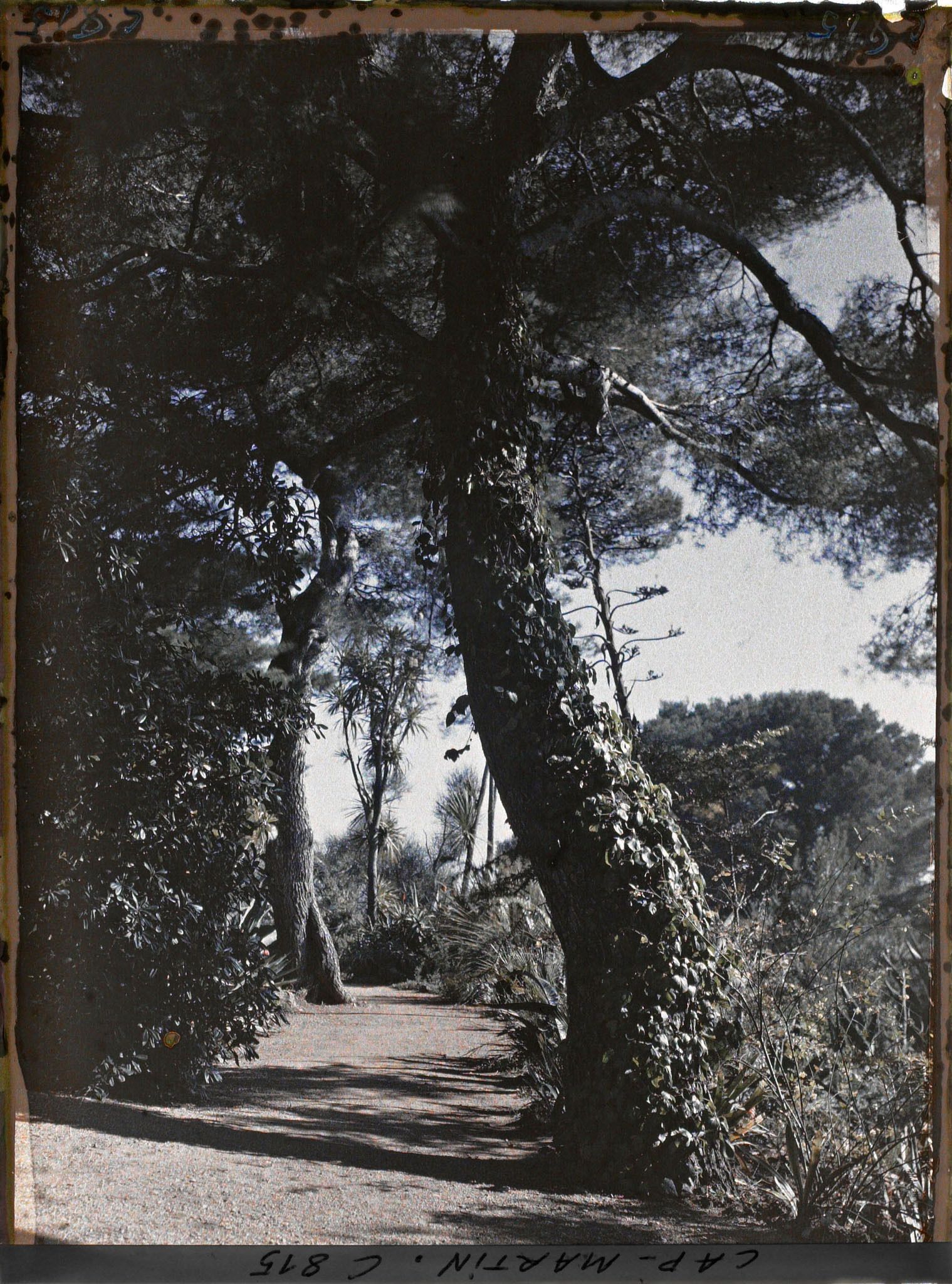 Image représentant Une allée du jardin