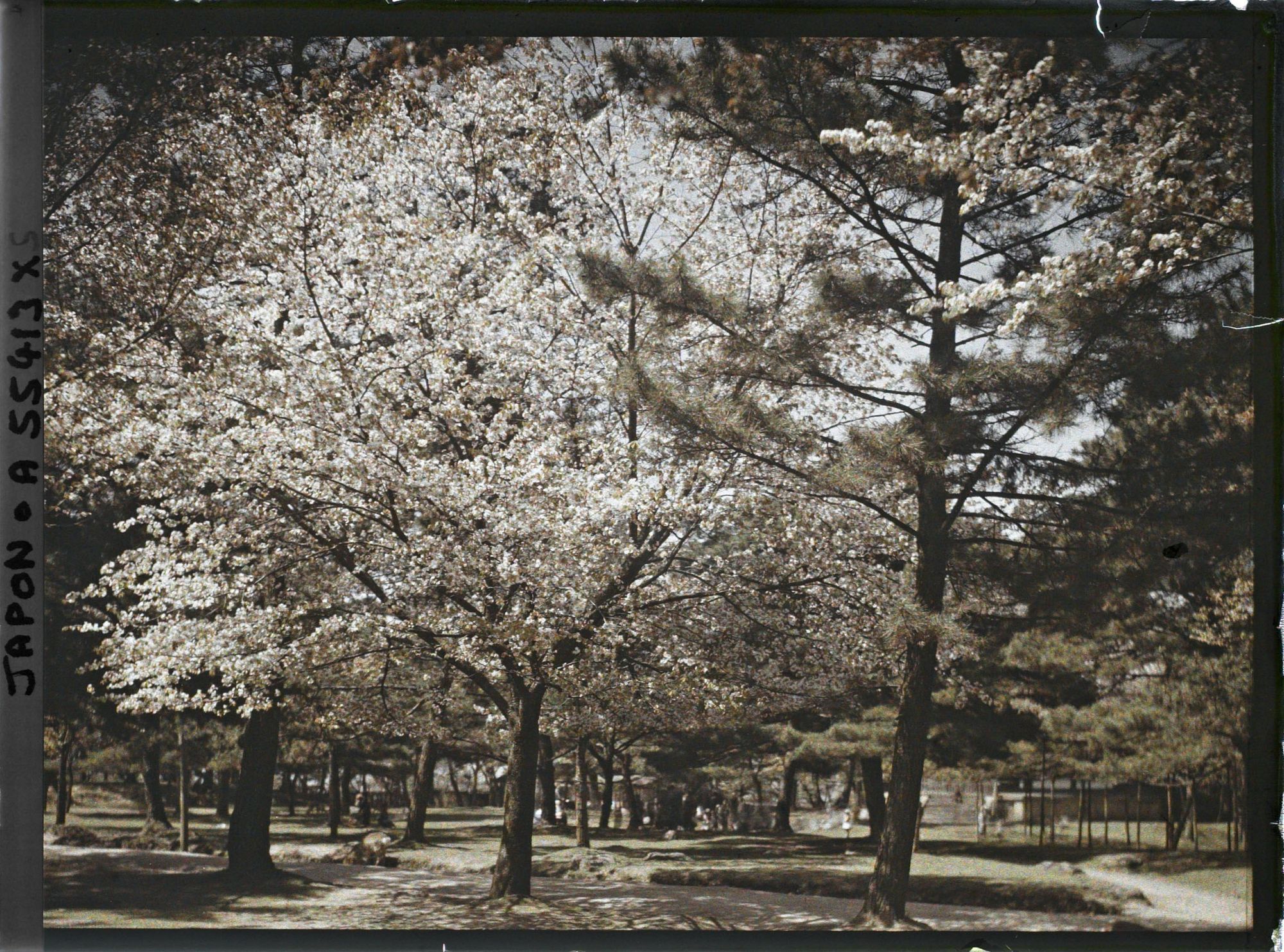 Image représentant Temple Kôfuku-ji : Cerisiers en fleurs et daims sacrés (shika) dans le parc de Nara, aux abords du temple