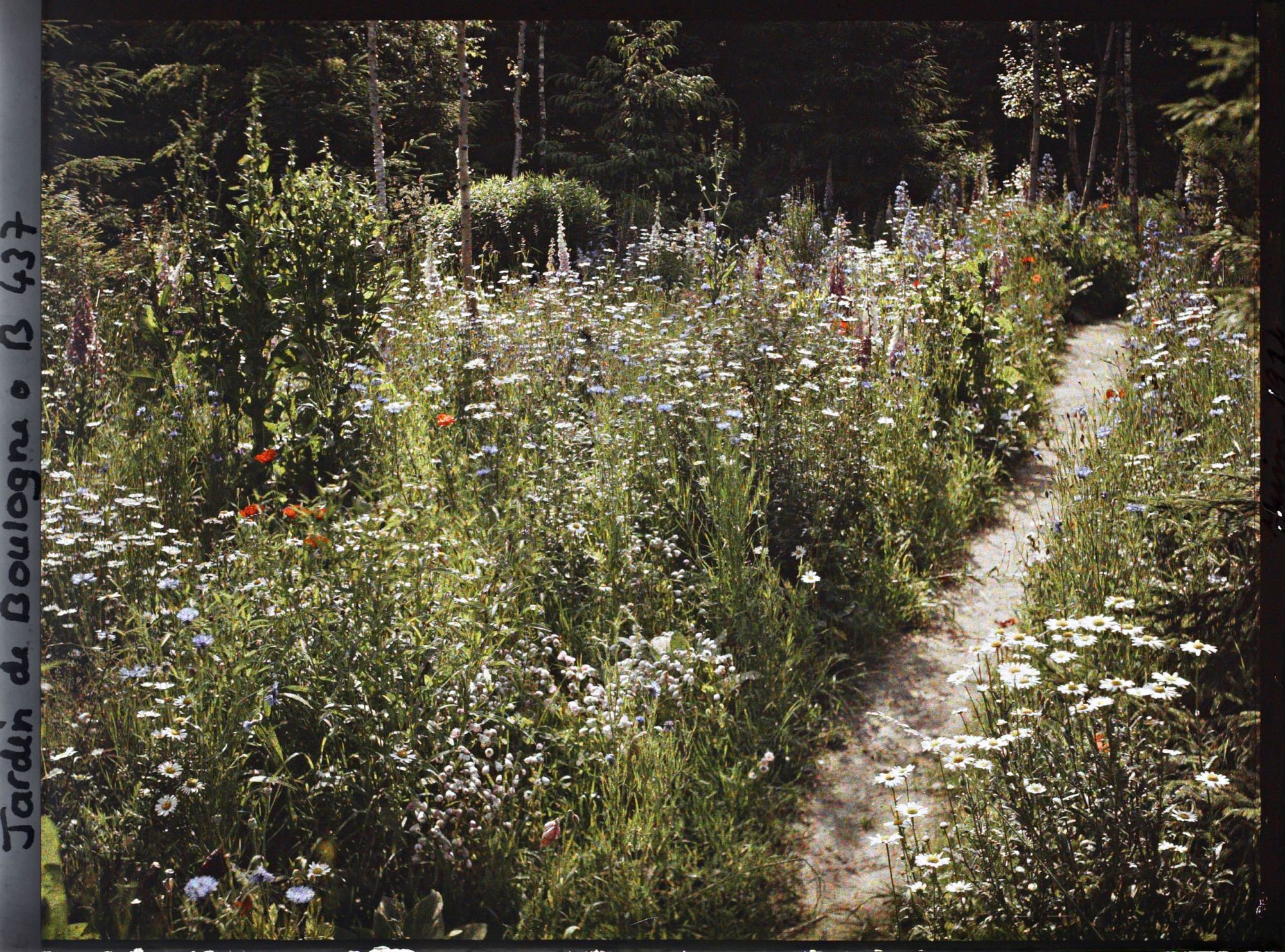 Image représentant La prairie en fleurs au coeur de la forêt dorée