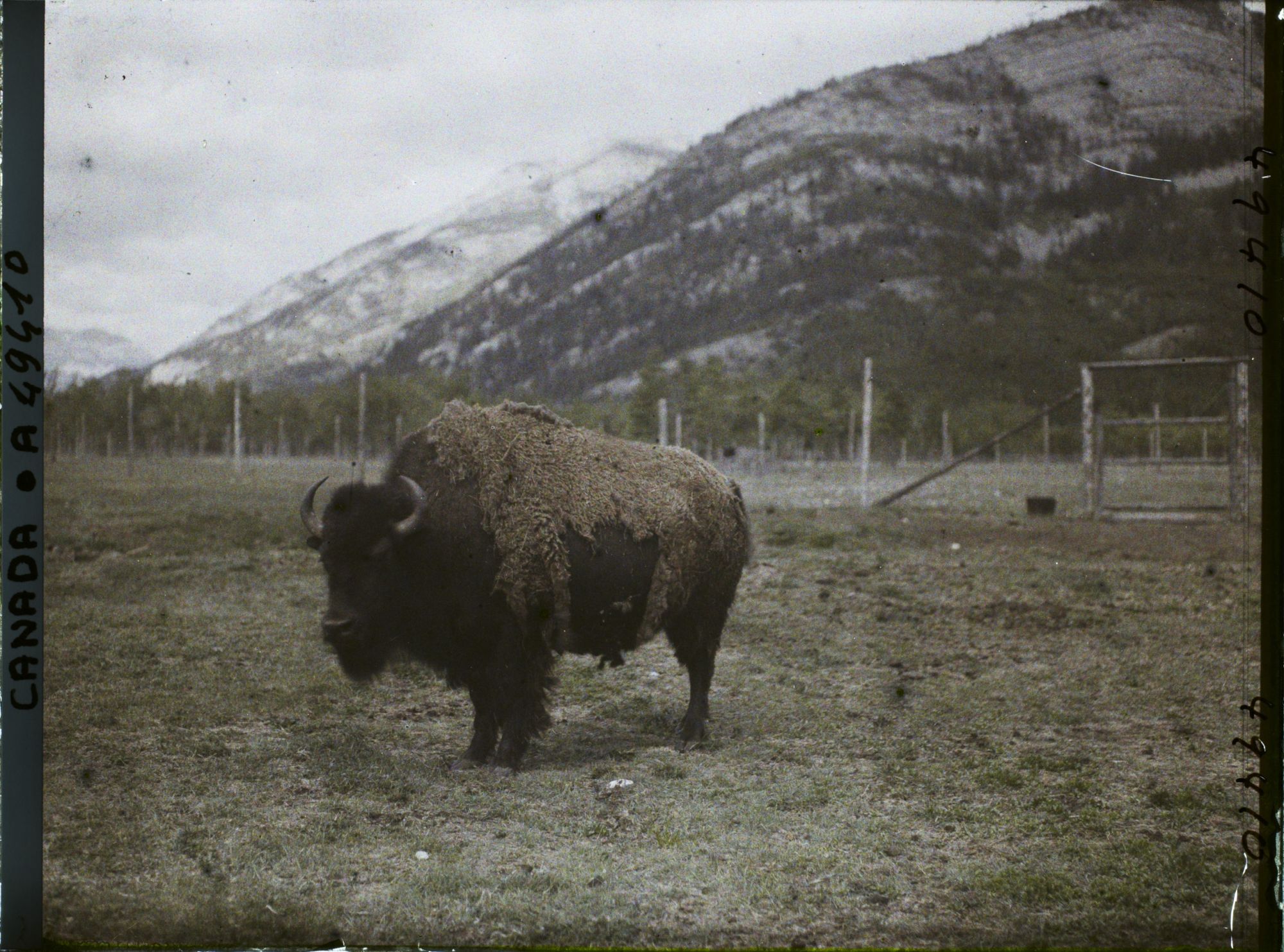 Image représentant Canada, Banff, Bison gros