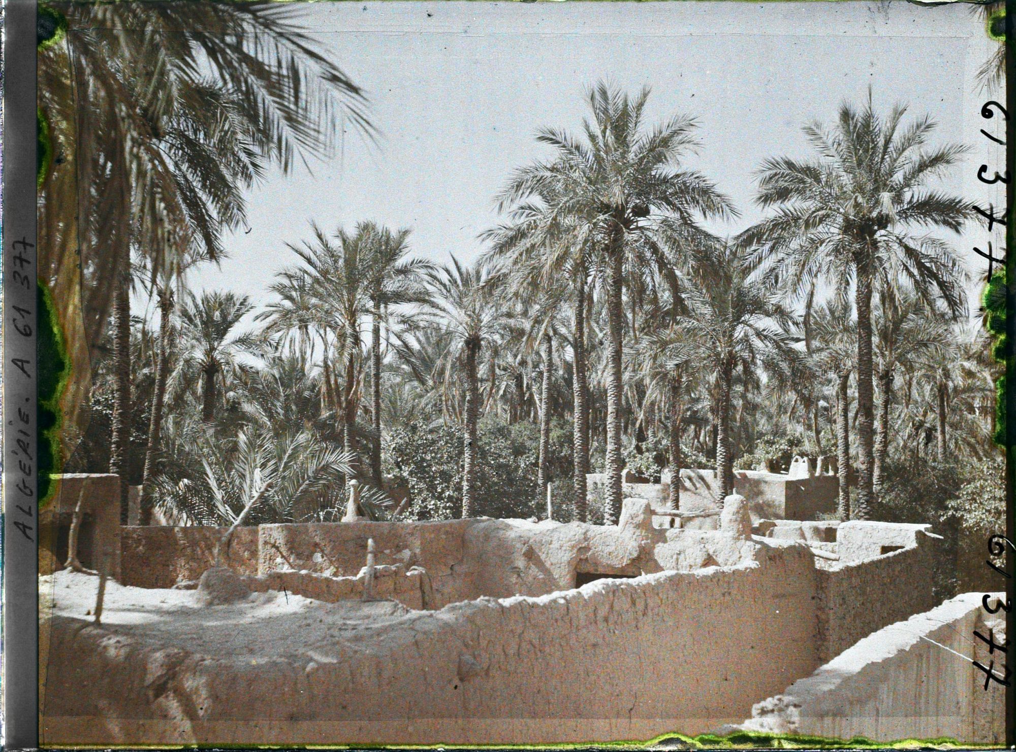 Image représentant Vue de l'oasis