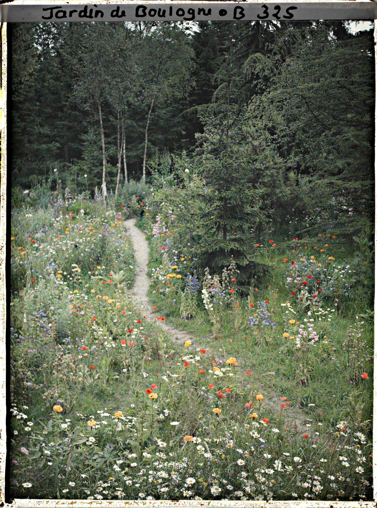 Image représentant La prairie en fleurs au coeur de la forêt dorée