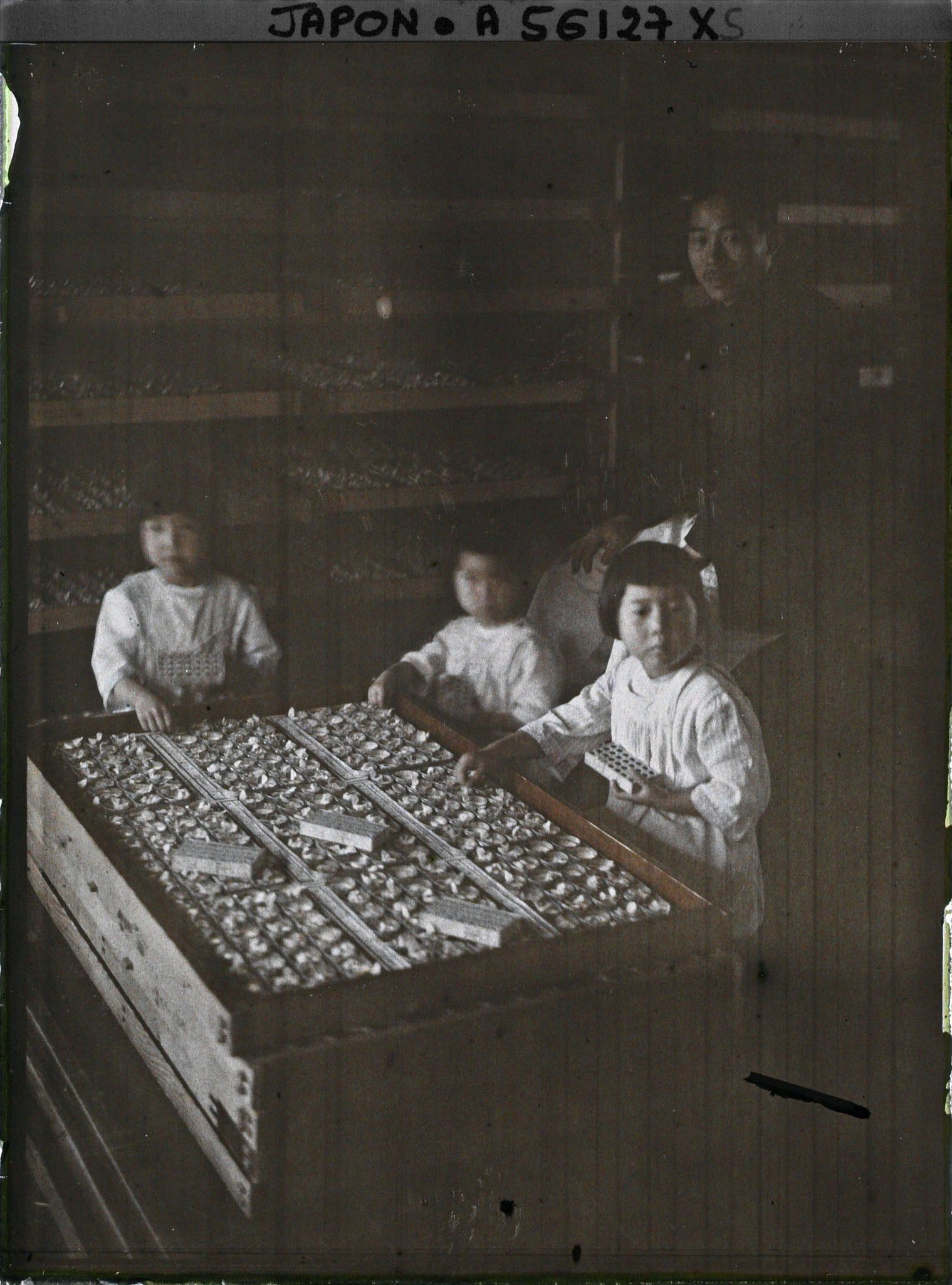 Image représentant Préparation des cartons de papillons pour la ponte