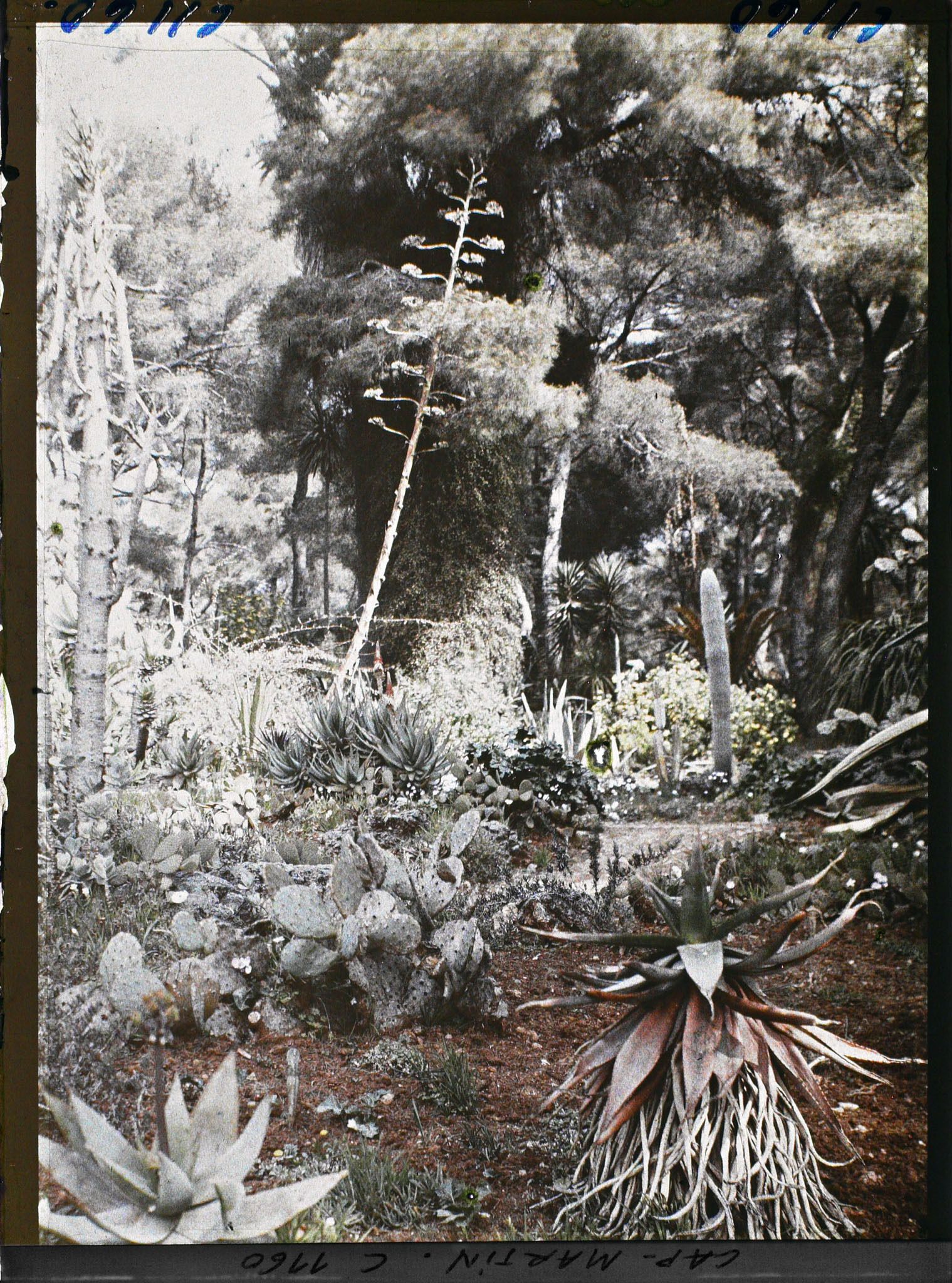 Image représentant le jardin