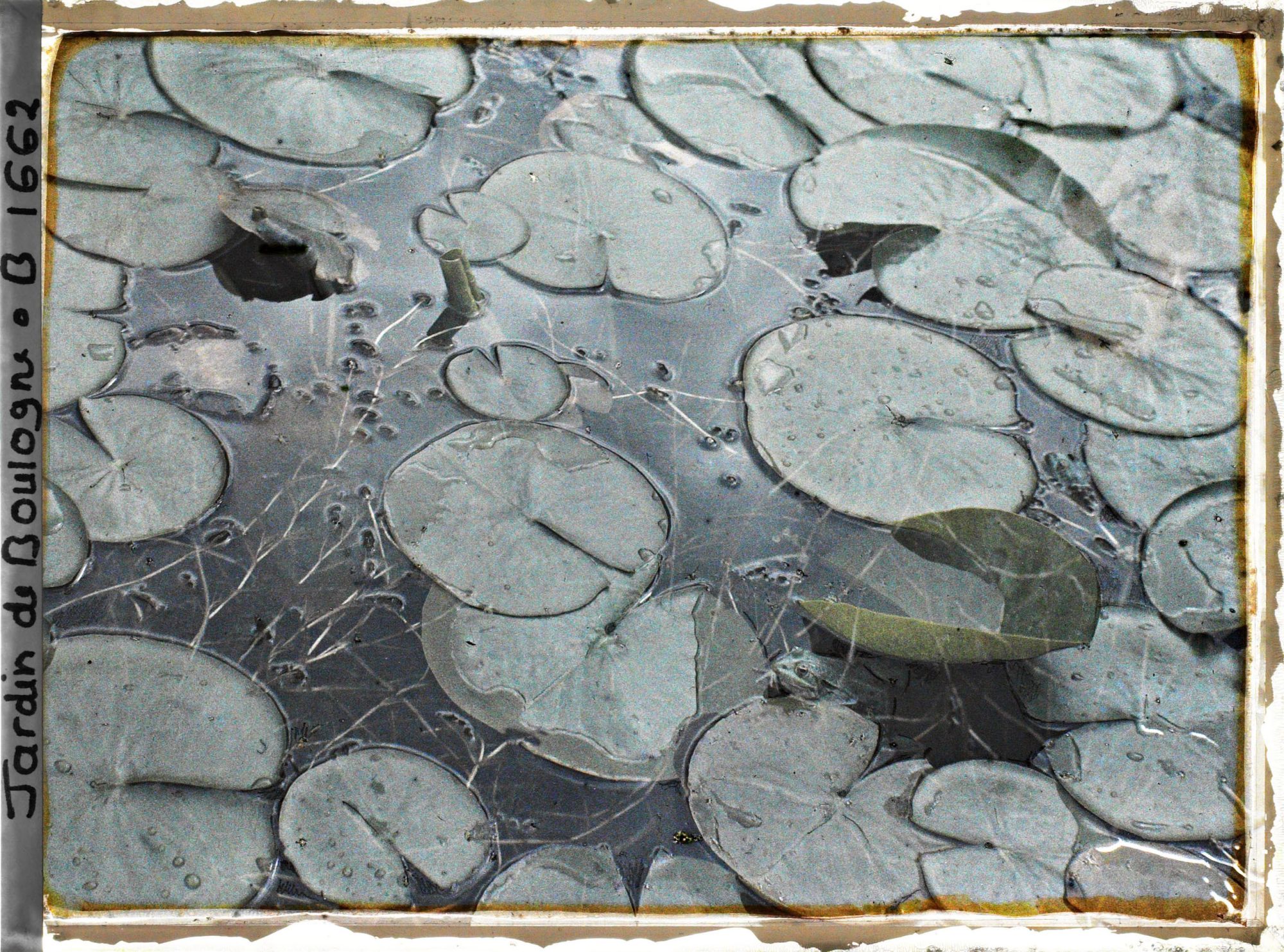 Image représentant Sur l'étang, grenouilles et feuilles de nénuphars