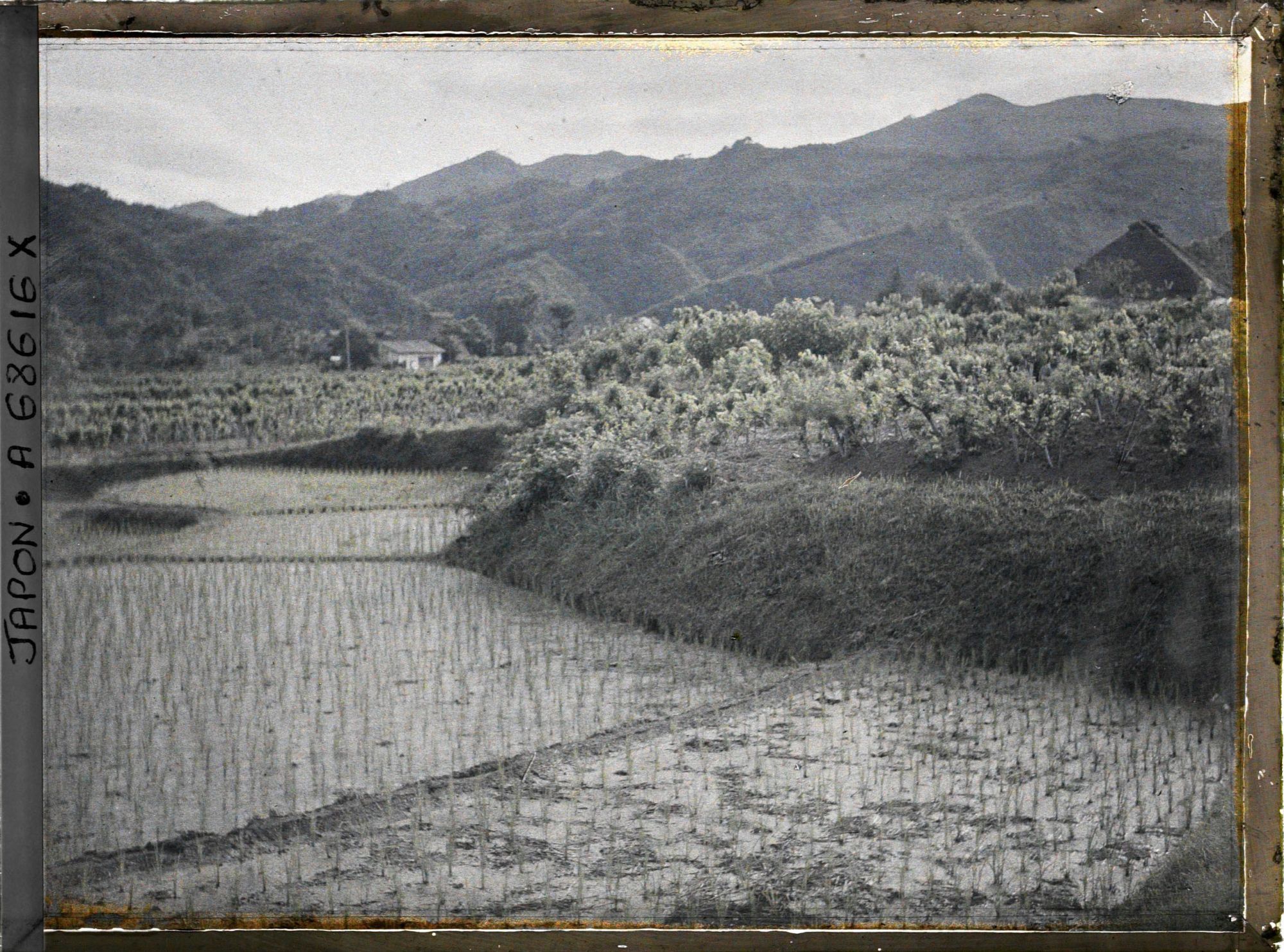 Image représentant Rizières repiquées et mûriers