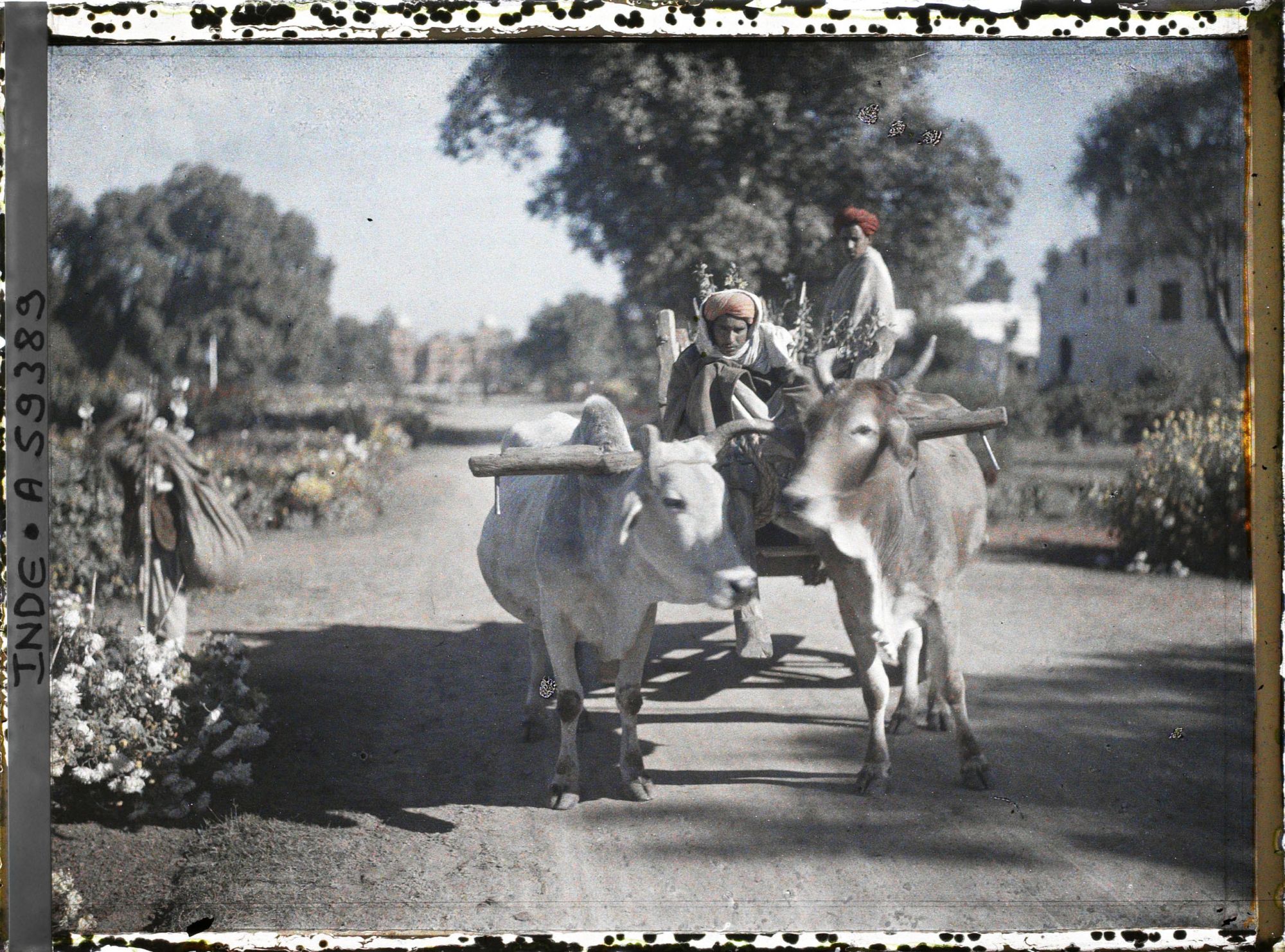 Image représentant Un attelage à deux boeufs dans le parc du palais