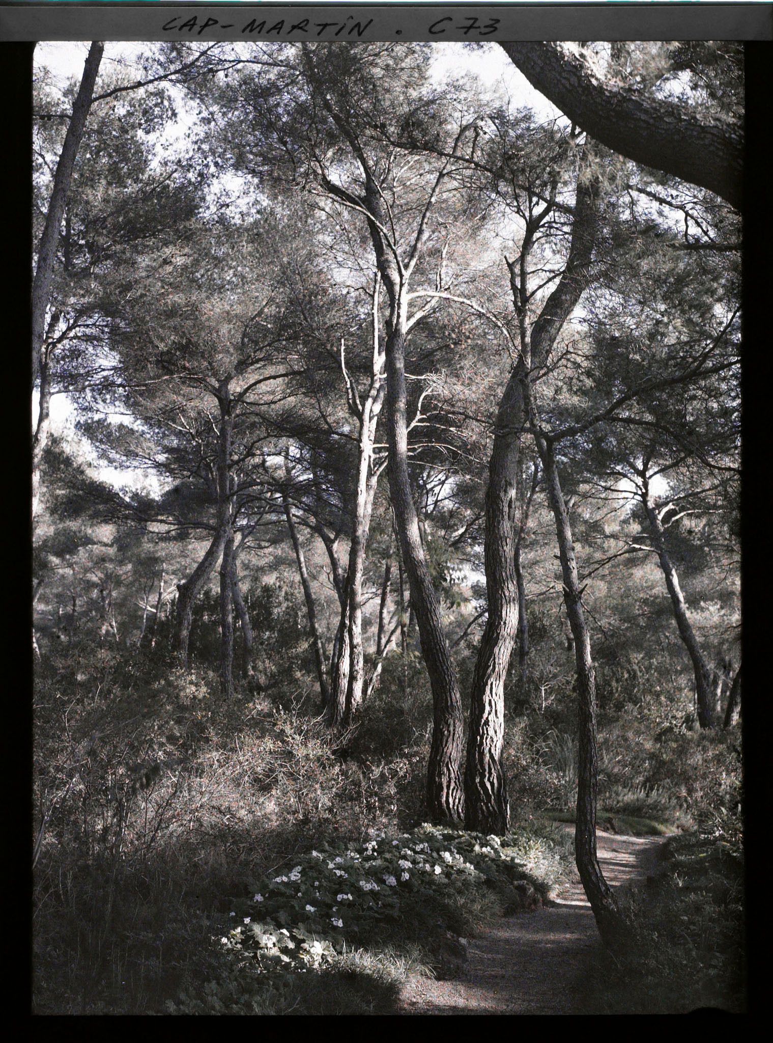 Image représentant Le jardin