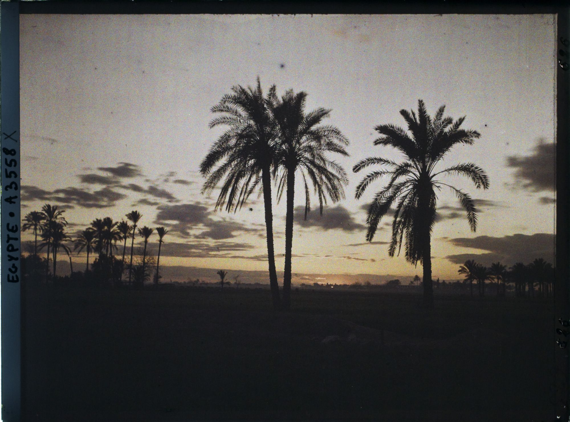 Image représentant Palmier aux alentours du Caire au crépuscule