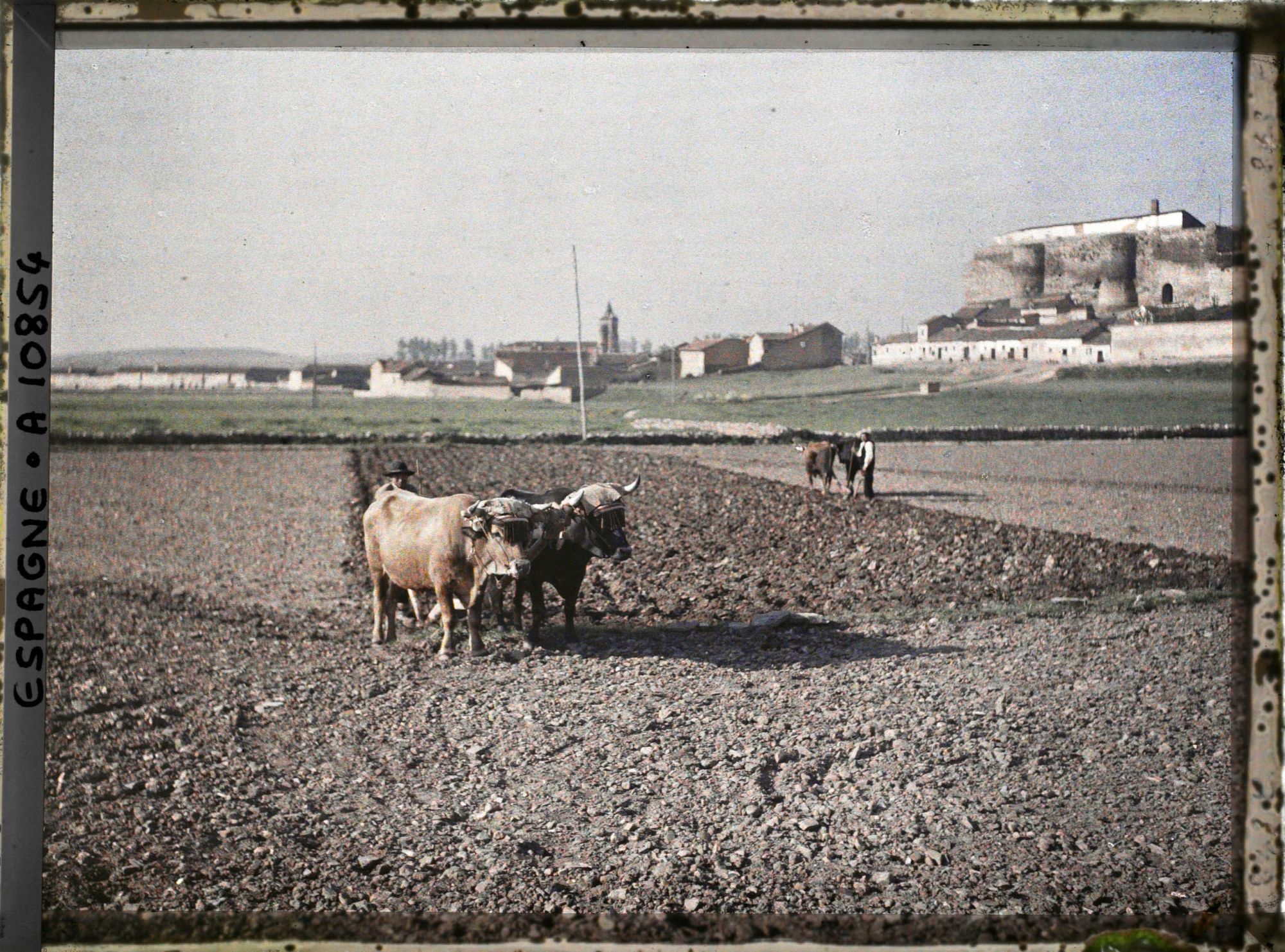 Image représentant Espagne, Astorga, Taureaux au labour