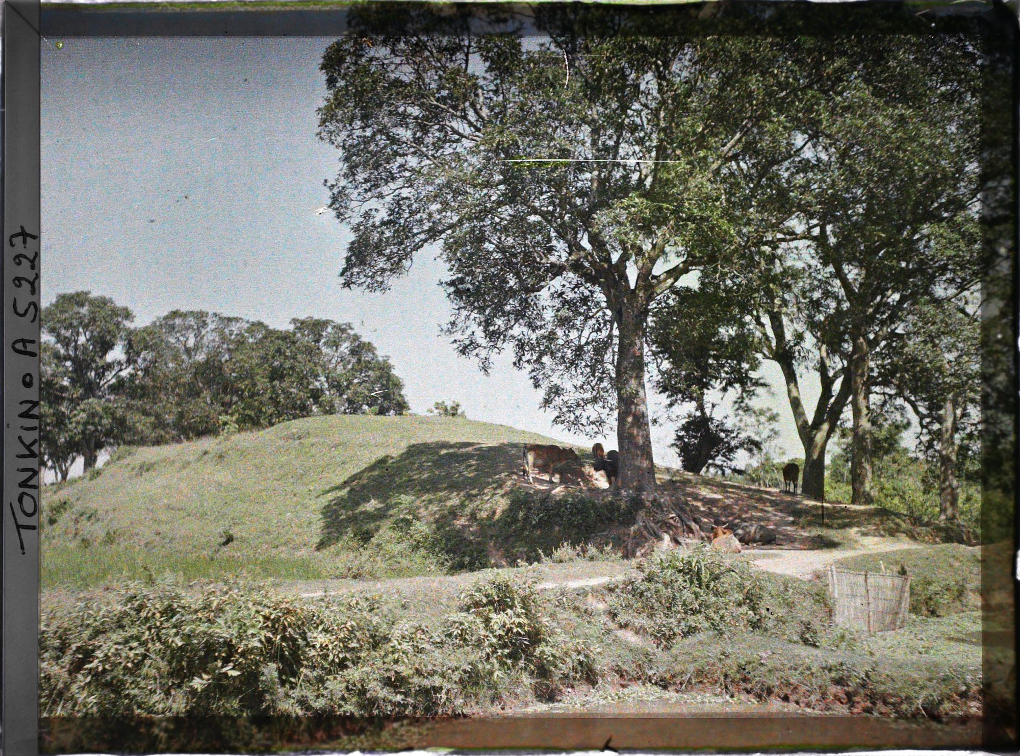 Image représentant Un pâturage dans la campagne annamite