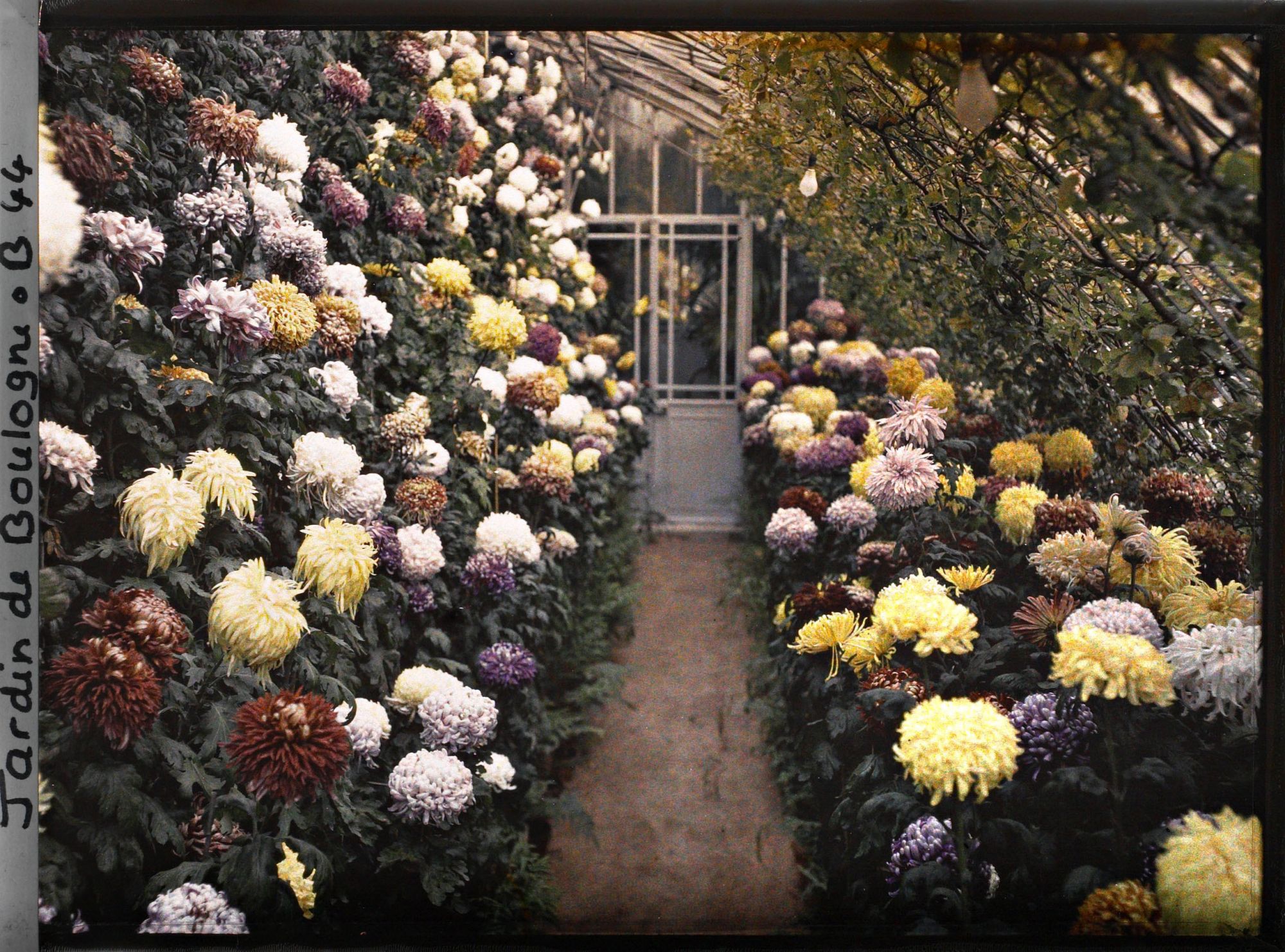 Image représentant Collection de chrysanthèmes située dans une des serres adjacentes au jardin d'hiver