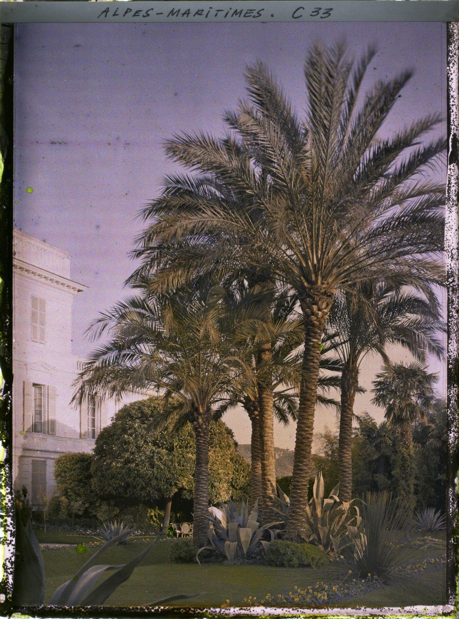 Image représentant Groupe de palmiers dans le jardin de la villa Orangini