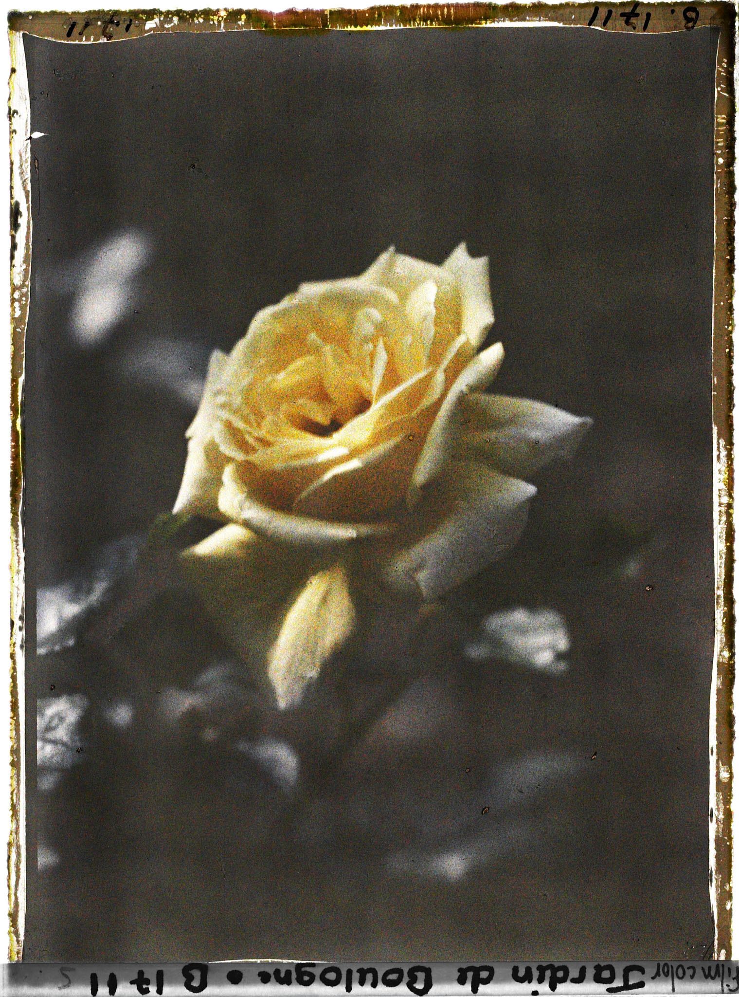 Image représentant Rose jaune