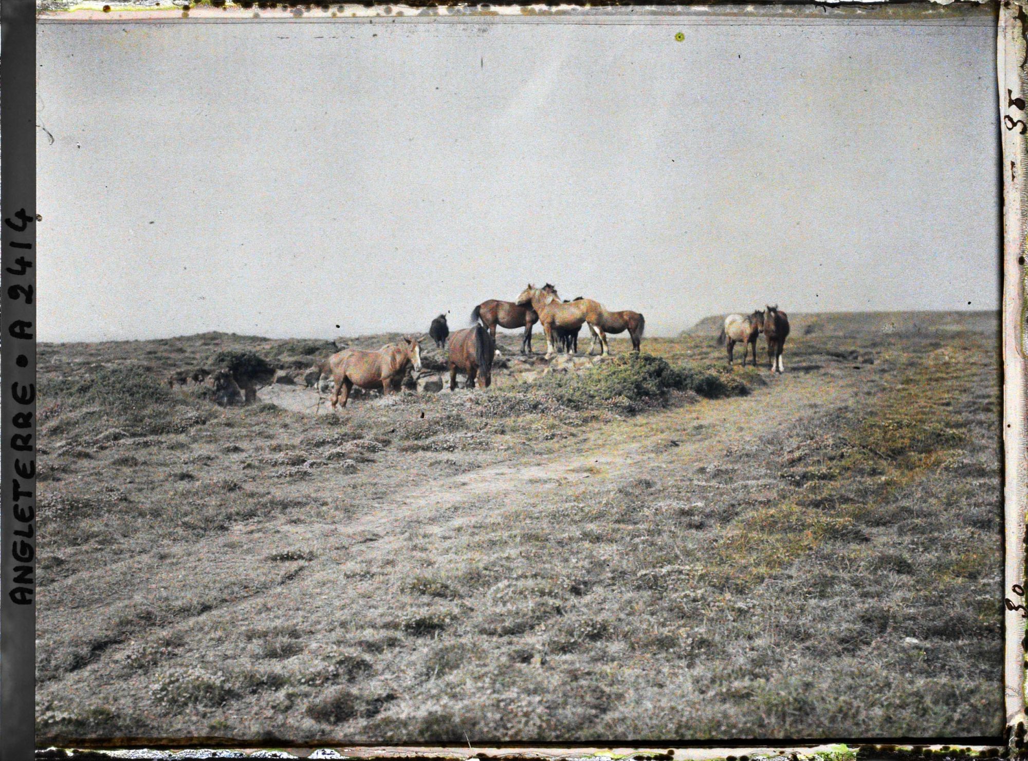 Image représentant Troupeau de chevaux