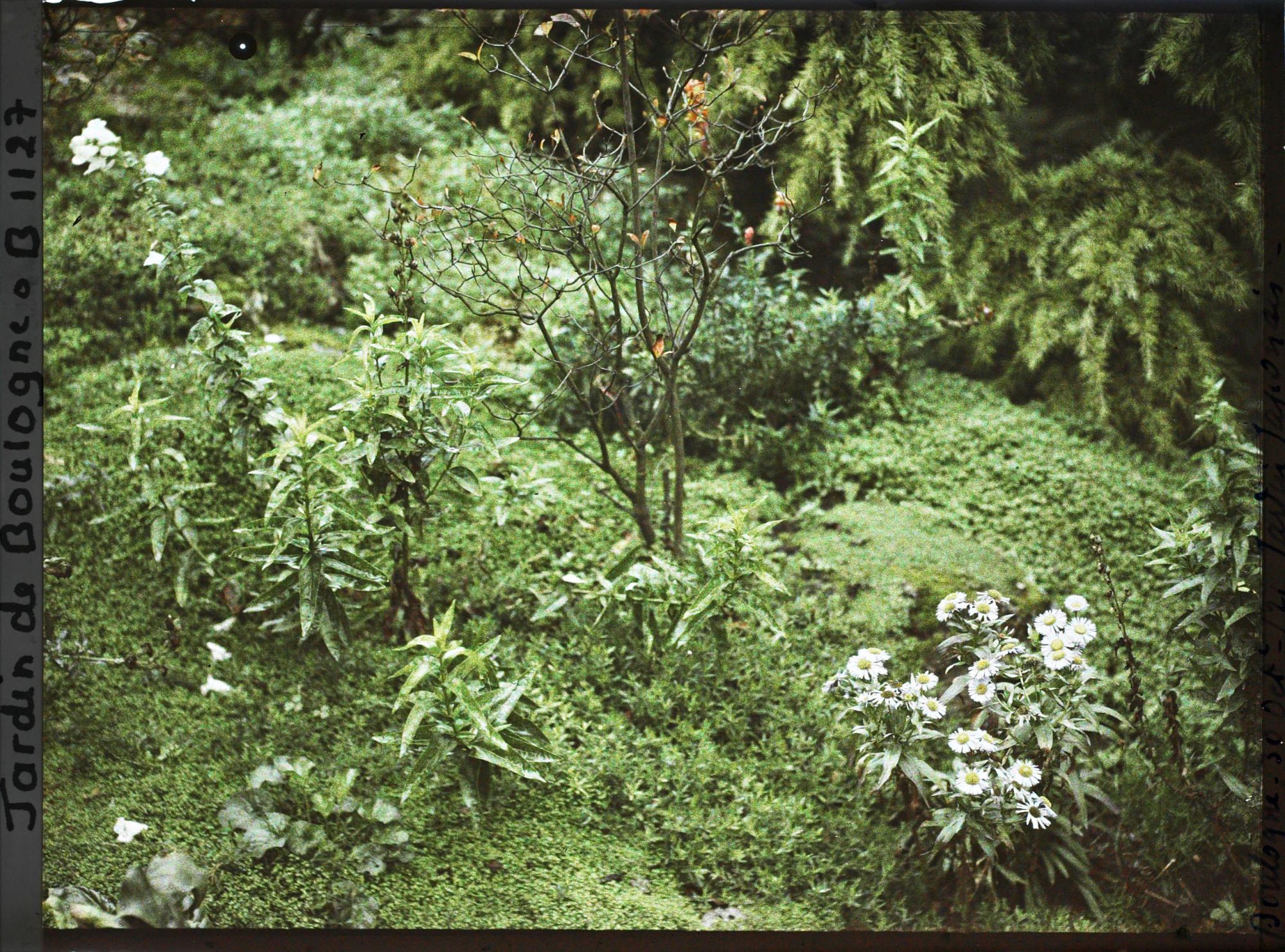 Image représentant Jardin japonais ?