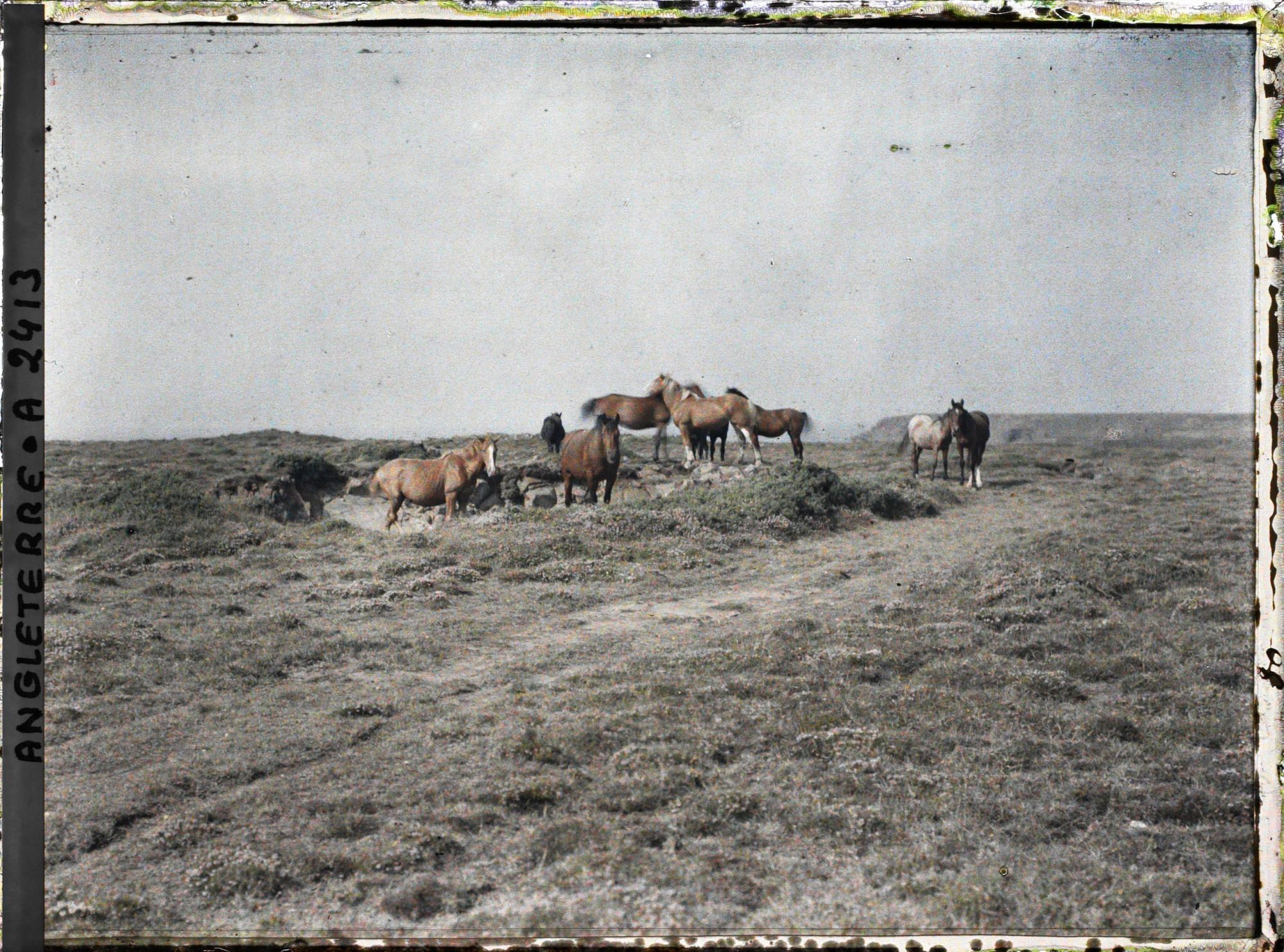 Image représentant Troupeau de chevaux